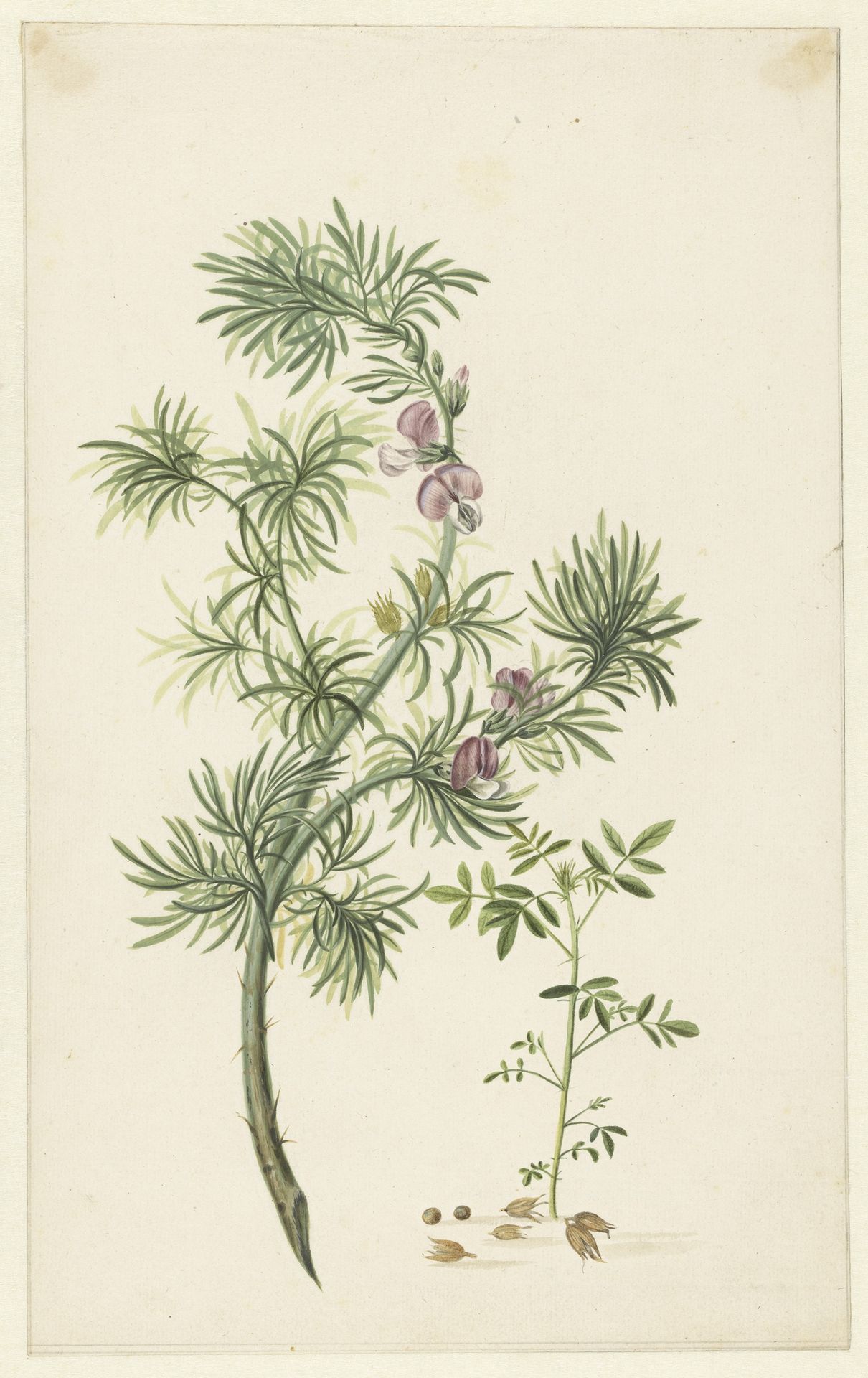 Brem (Genista) by Herman Henstenburgh