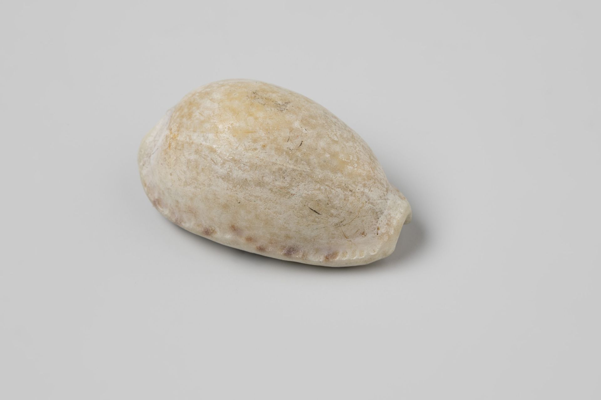 Erosaria spurca shell from the wreck of the Dutch East India ship Witte Leeuw by niet van toepassing