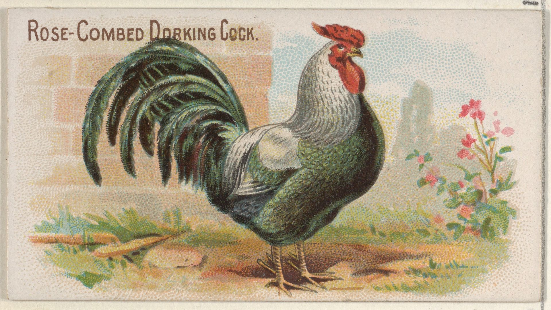 Rose-Combed Dorking Cock, from the Prize and Game Chickens series (N20) for Allen & Ginter Cigarettes by Allen & Ginter