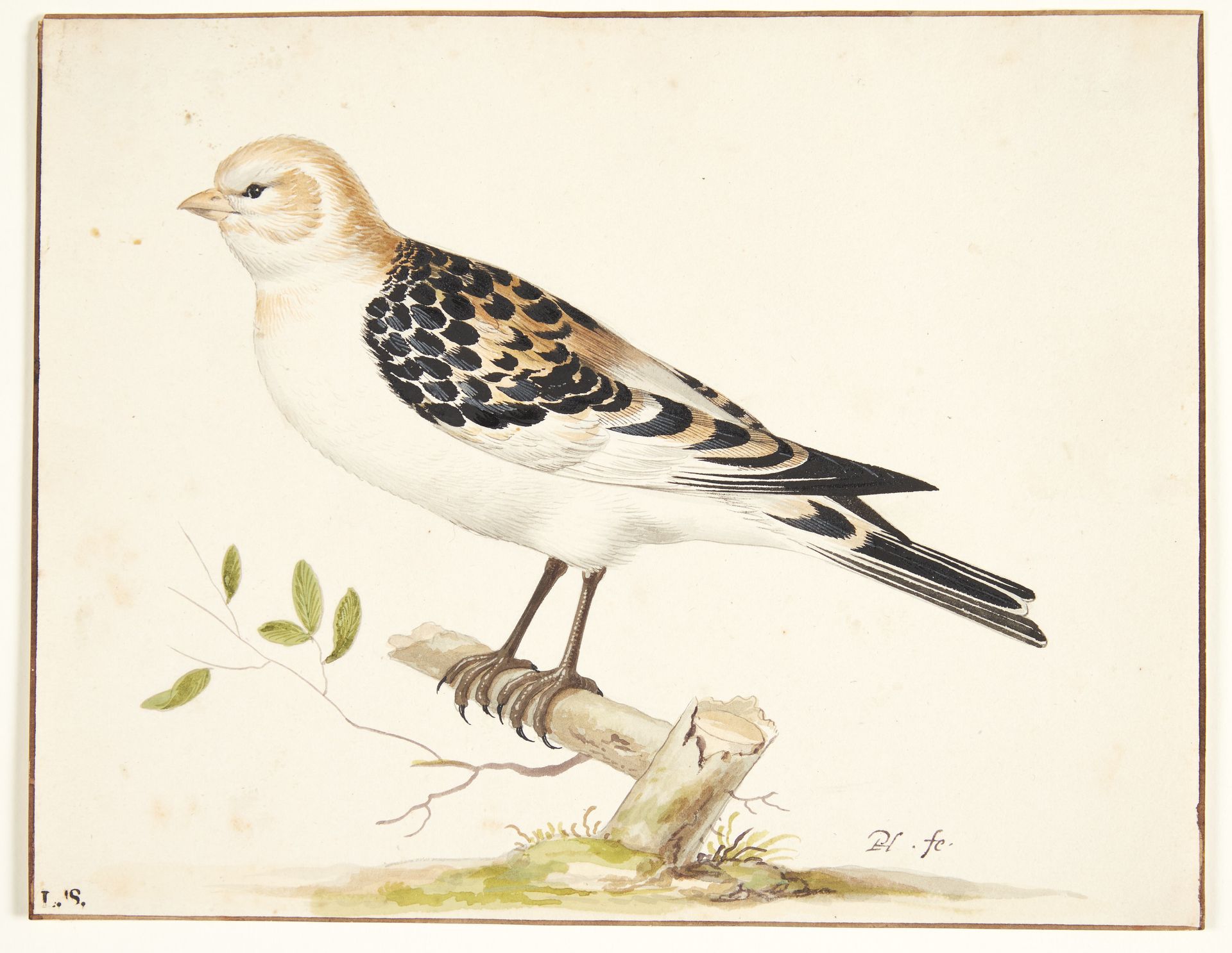 En snespurv (plectrophenax nivalis) by Pieter Holsteijn