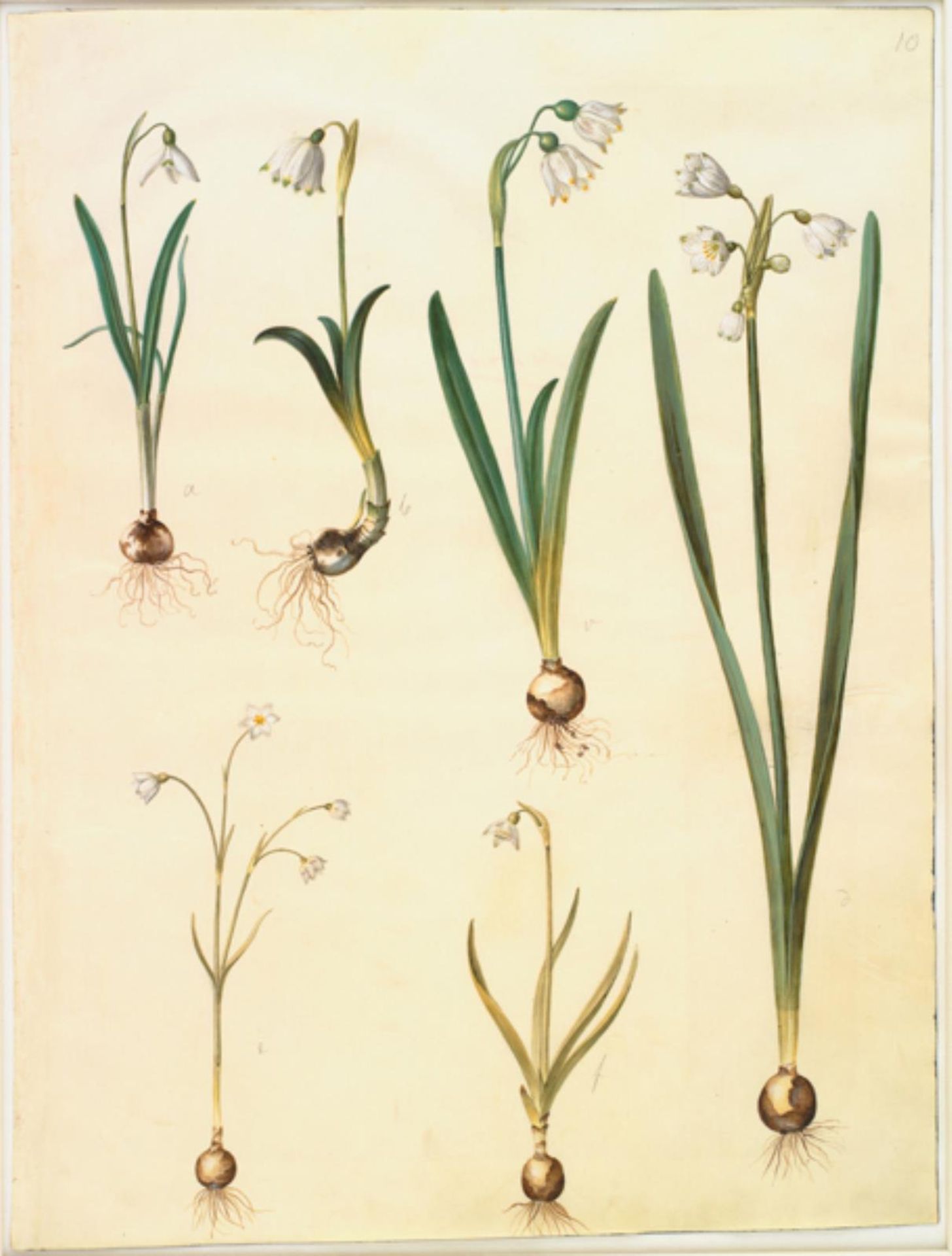 Galanthus nivalis (almindelig vintergæk); Leucojum vernum (dorotealilje); Leucojum aestivum (sommer-hvidblomme); Leucojum autumnale (høst-hvidblomme) by Hans Simon Holtzbecker