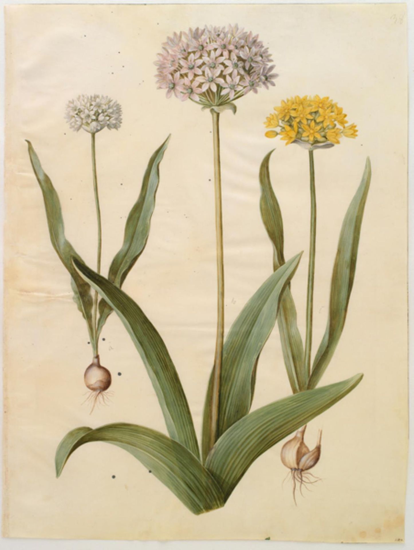 Allium moly (guld-løg); Allium nigrum (sort løg) by Hans Simon Holtzbecker