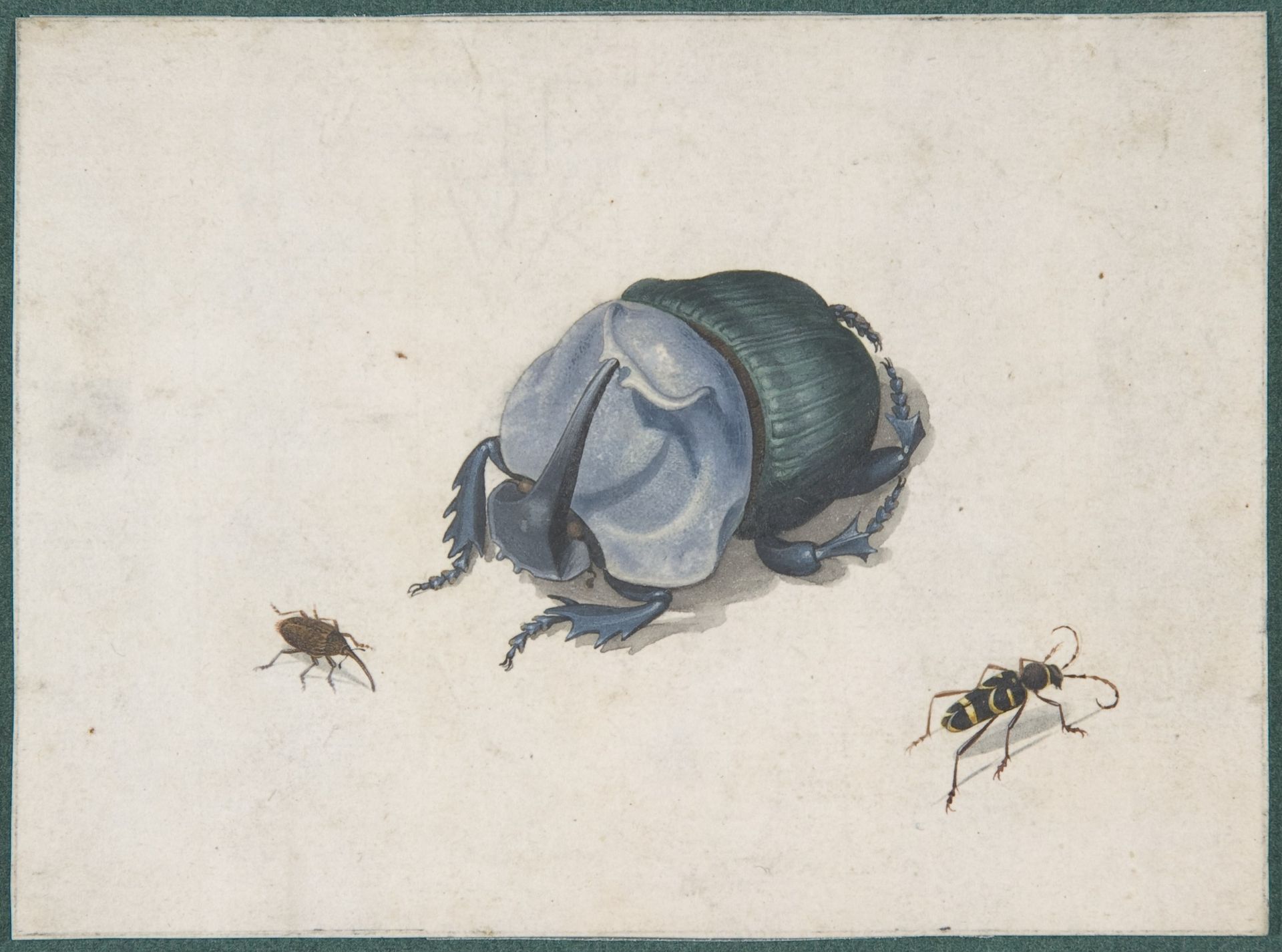 Studies of a Blue Beetle and Insects by Anonymous