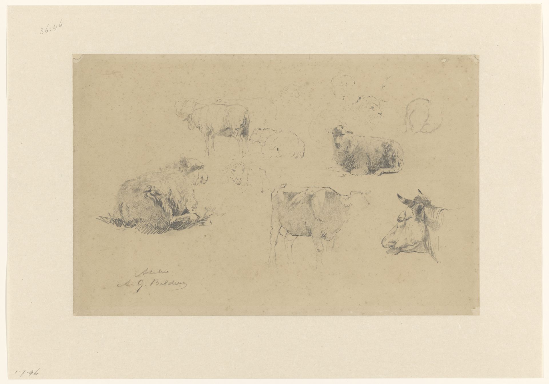 Schetsblad met studies van schapen en koeien by Gerard Bilders