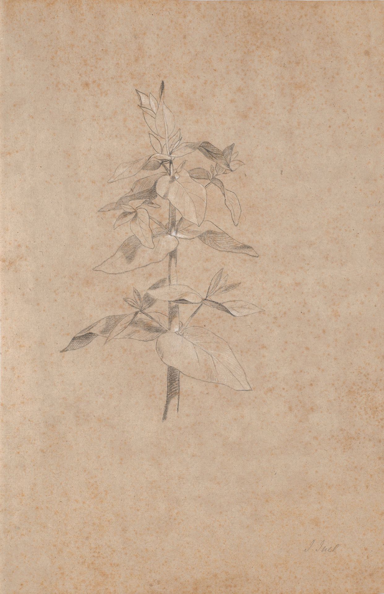 Plantestudie by Jens Juel