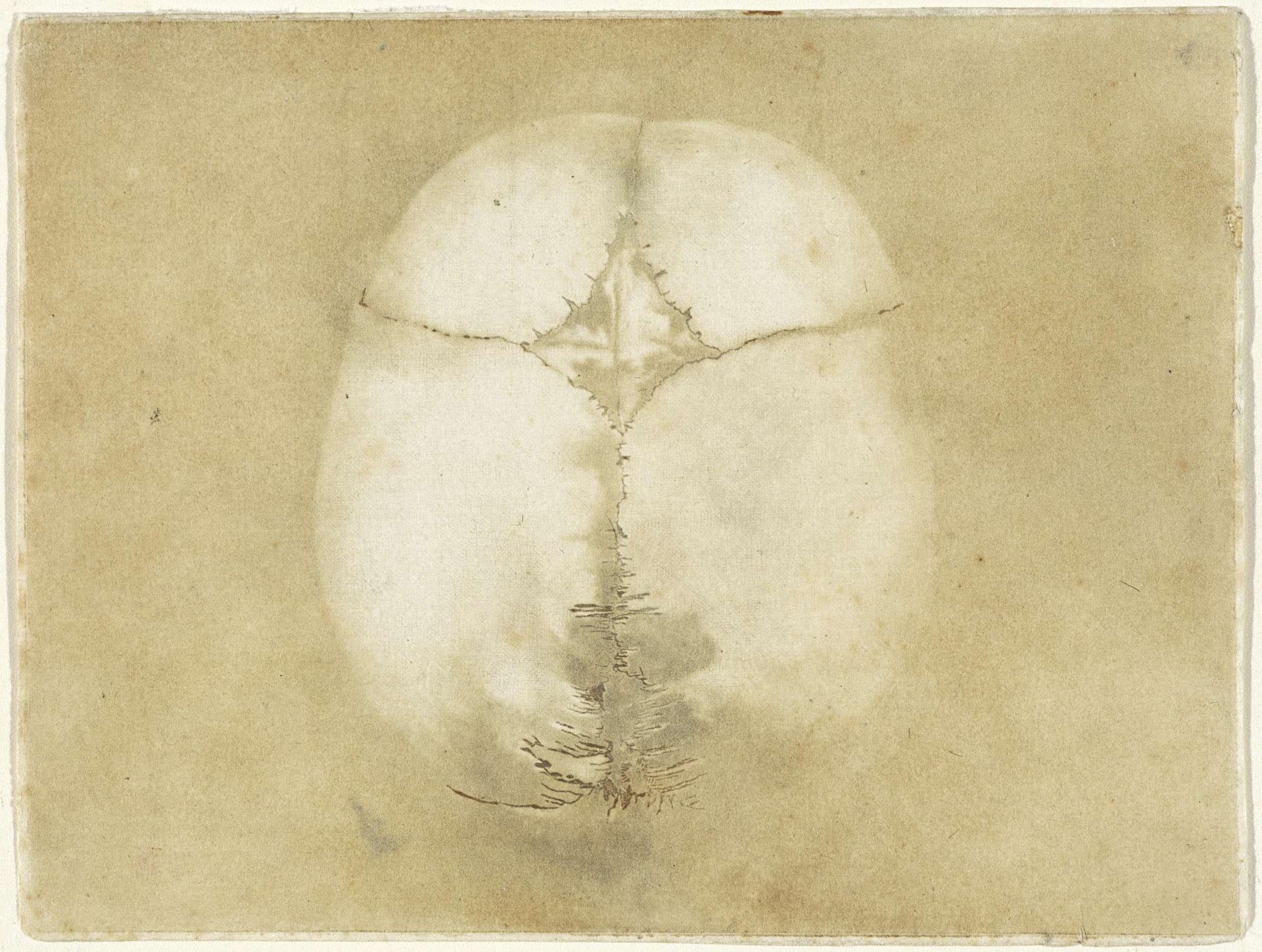 Prints of the Brain and the Heart by Jan l' Admiral
