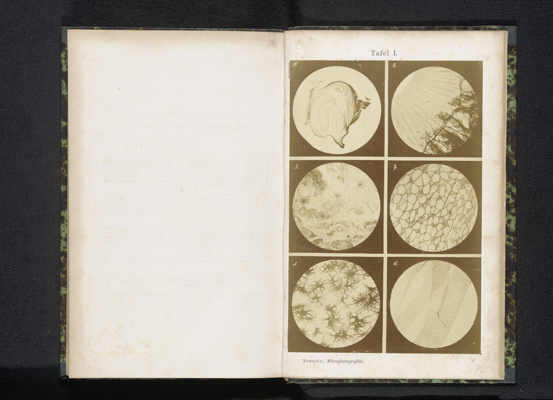 Zes microscopische vergrotingen van onderdelen van het menselijk lichaam by Berthold Benecke