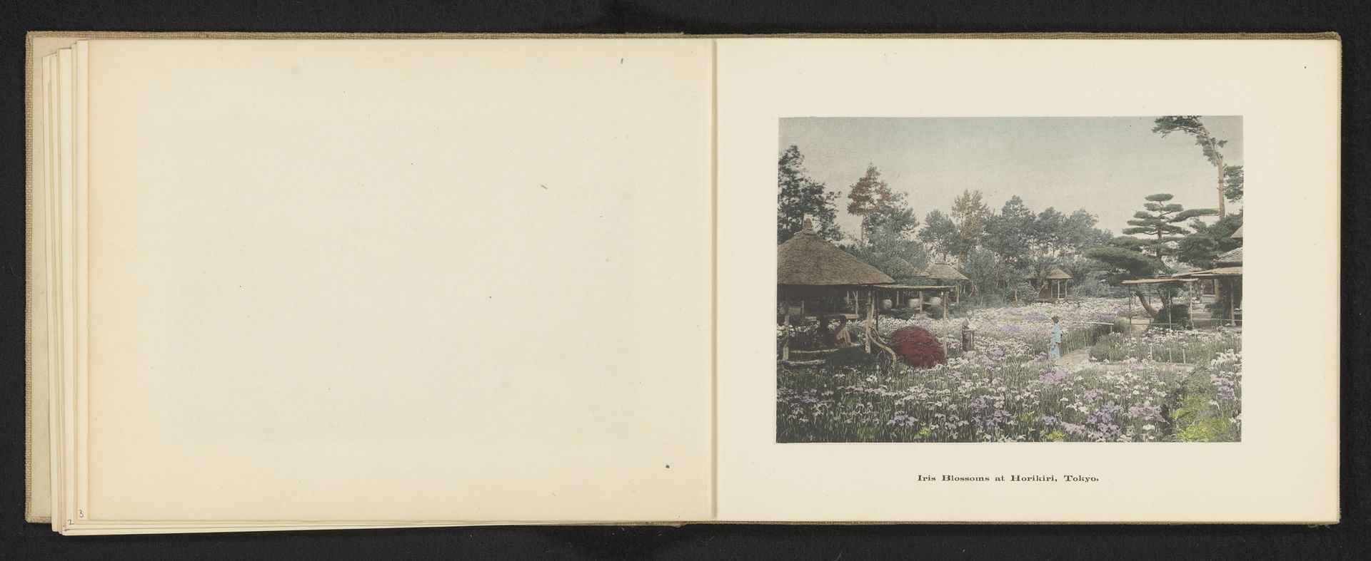 Tuin vol irissen in de wijk Horikiri in Tokyo by Kōzaburō Tamamura