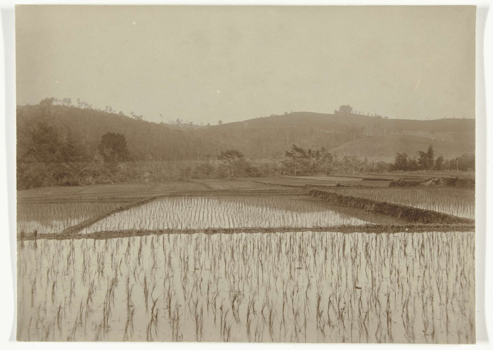 Landschap met sawah, voormalig Nederlands-Indië by Onnes Kurkdjian