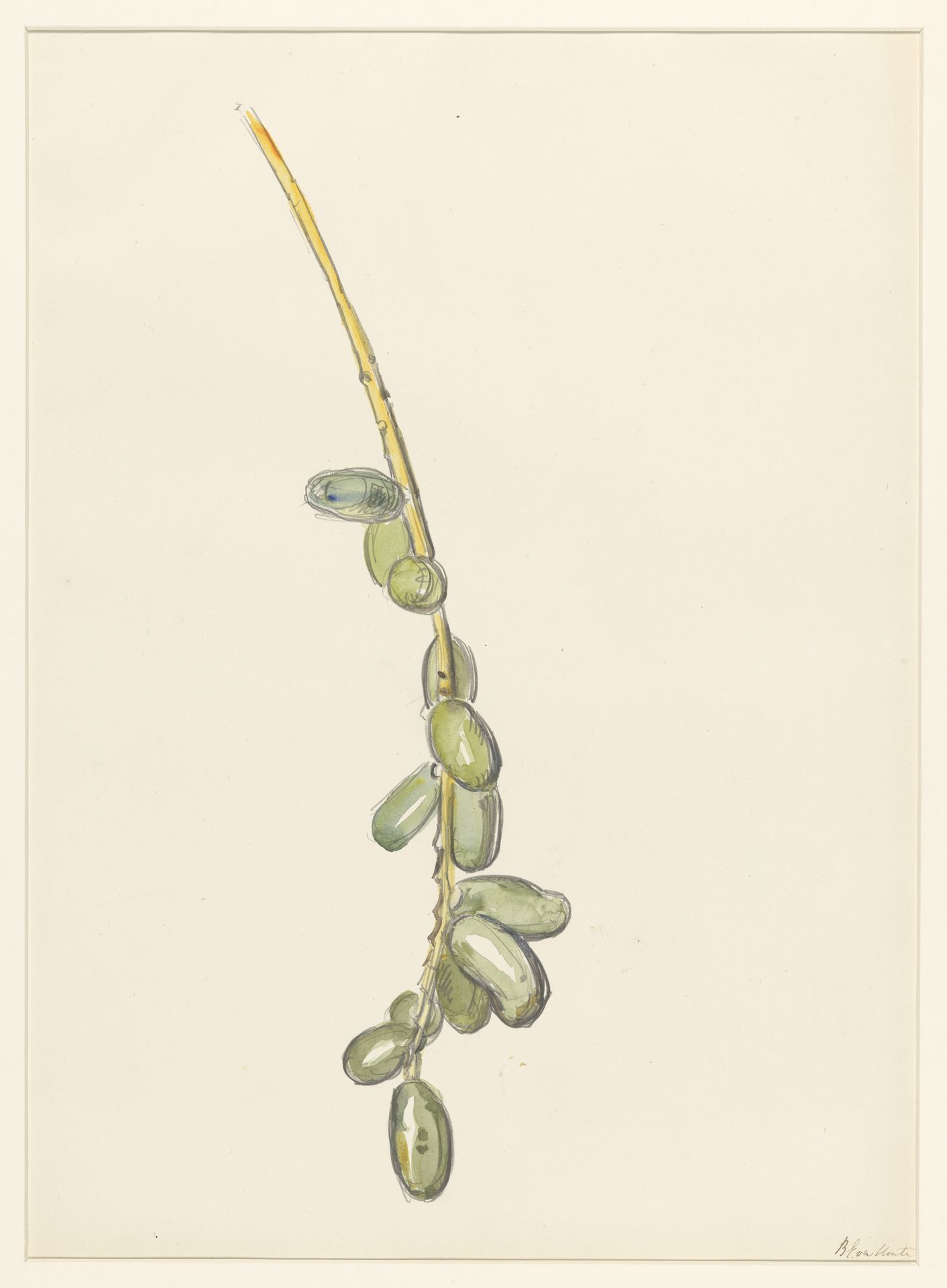 Takje van een dadelpalm met groene vruchten by Barbara Elisabeth van Houten