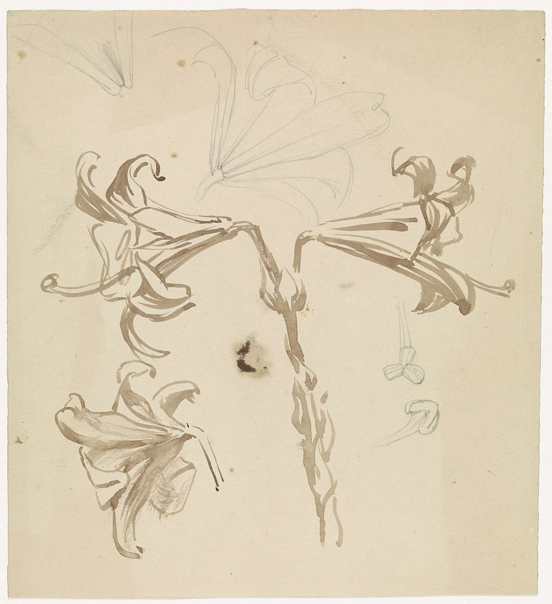 Studieblad met lelies by Antoon Derkinderen