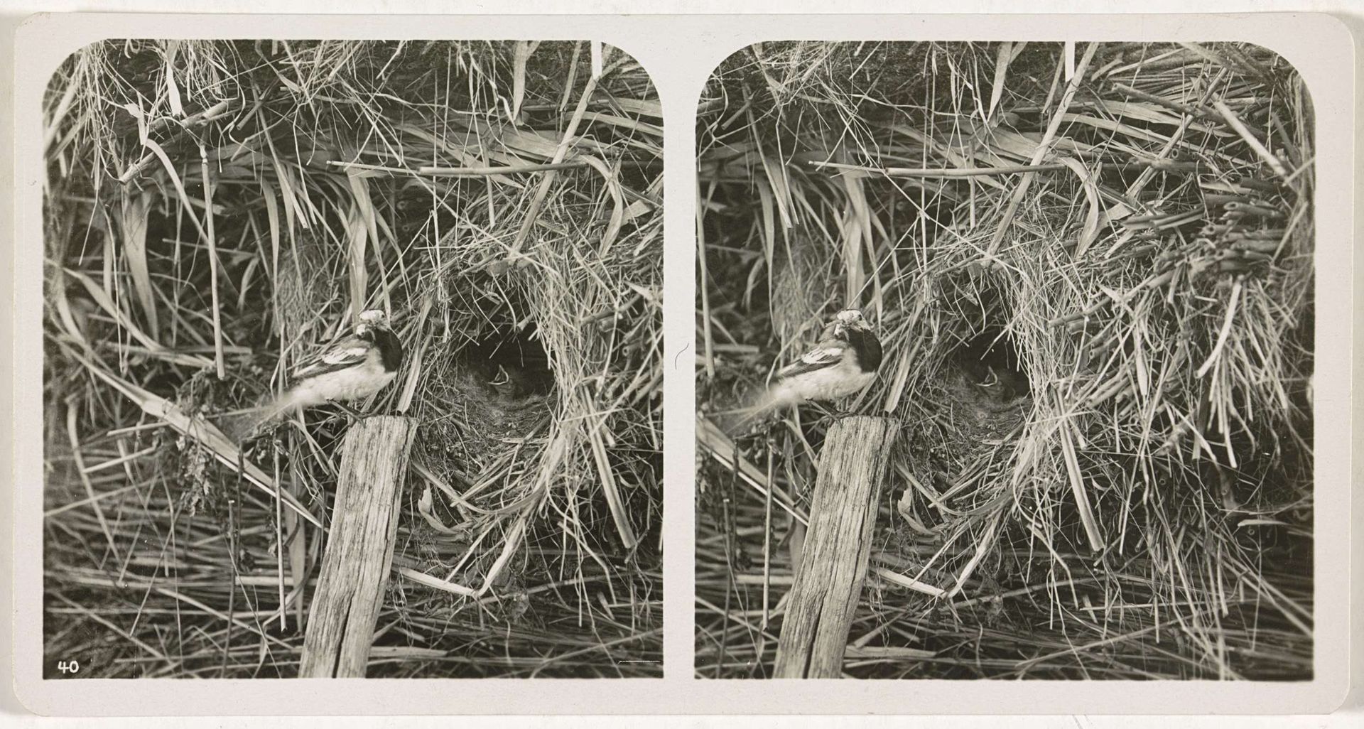 Witte Kwikstaart op stok voor nest by Adolphe Burdet