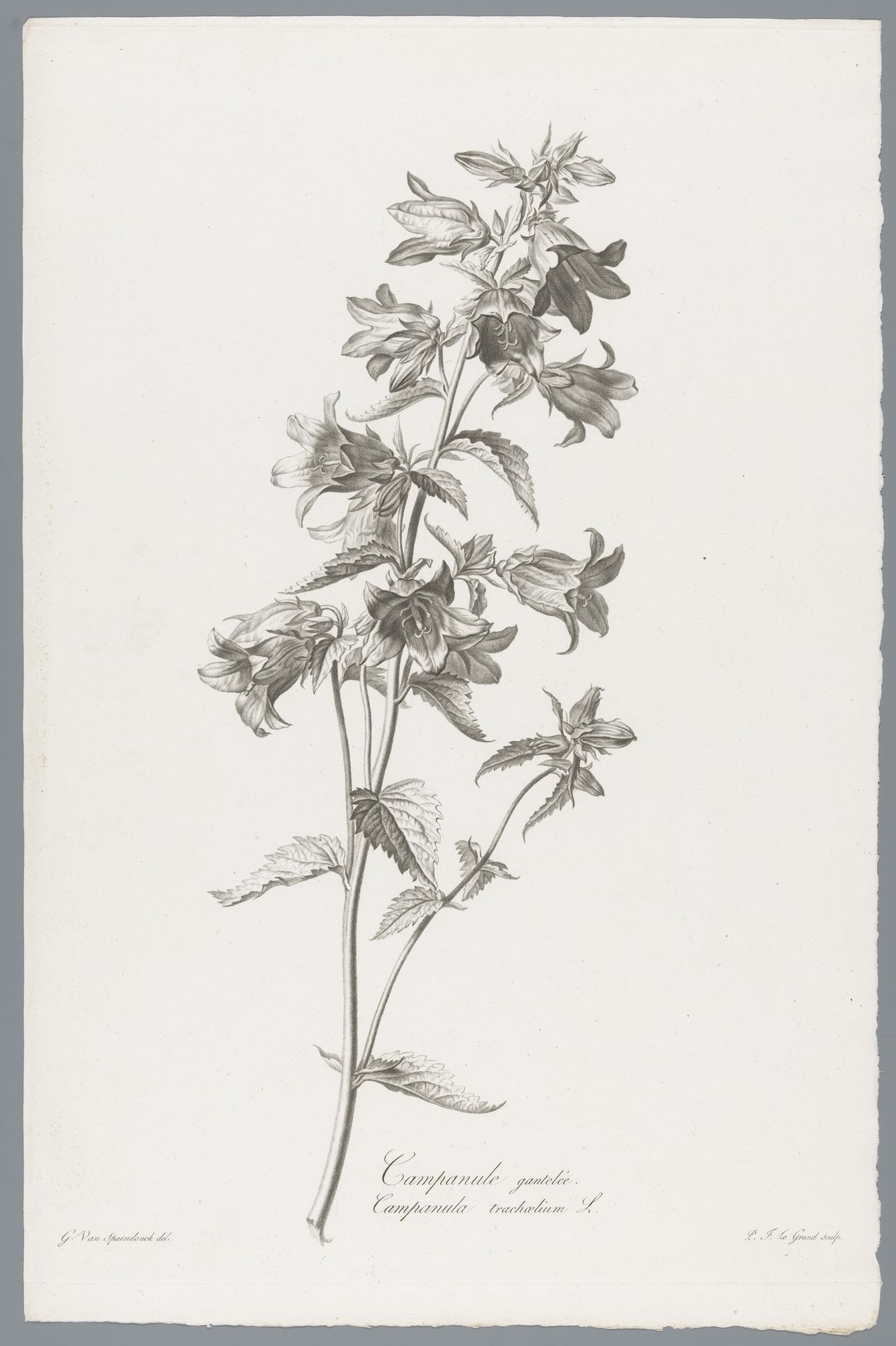 Ruig klokje by Pierre François Legrand