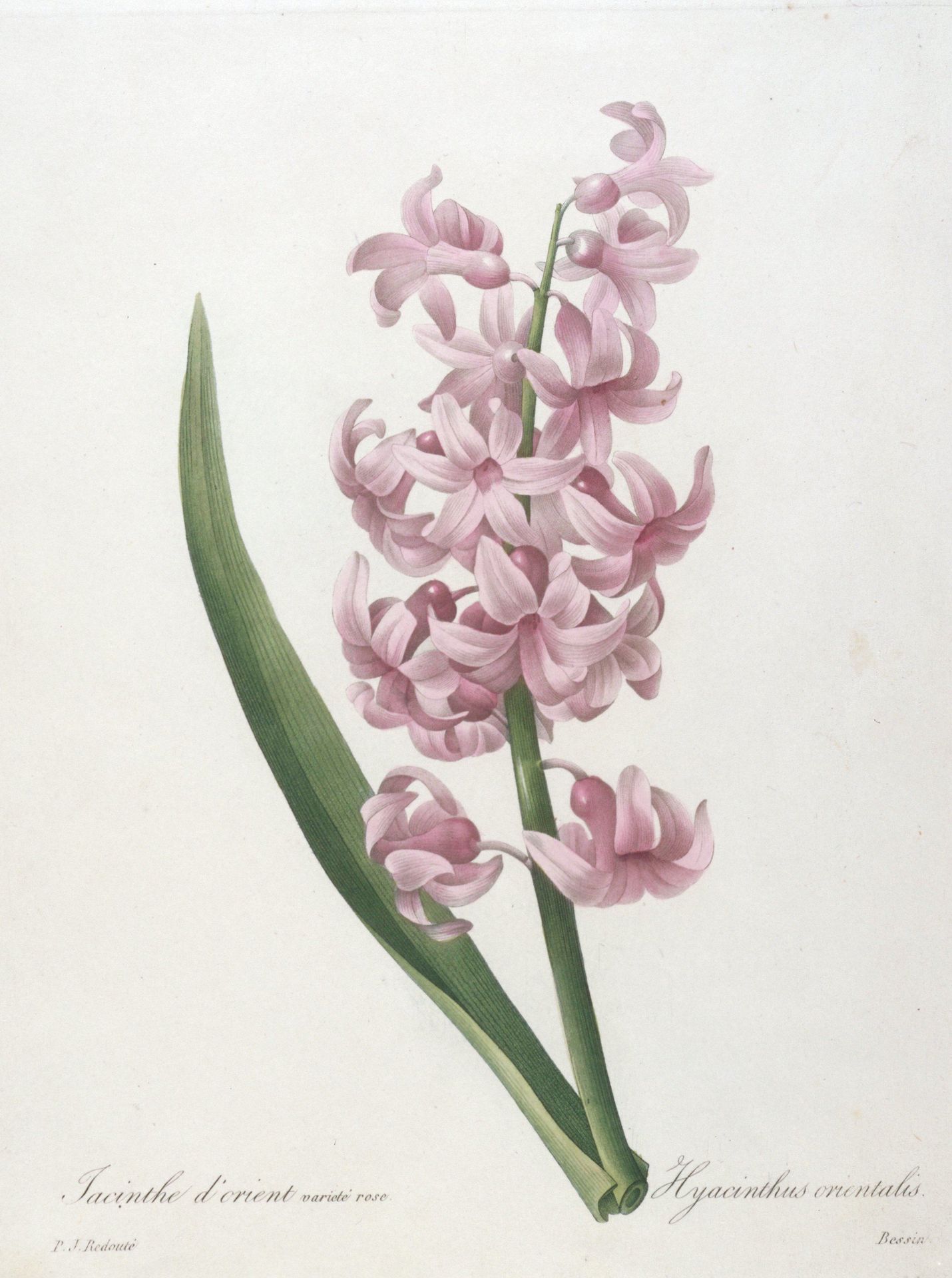 Jacinthe d'orient varité rose (Hyacinth) by Bessin
