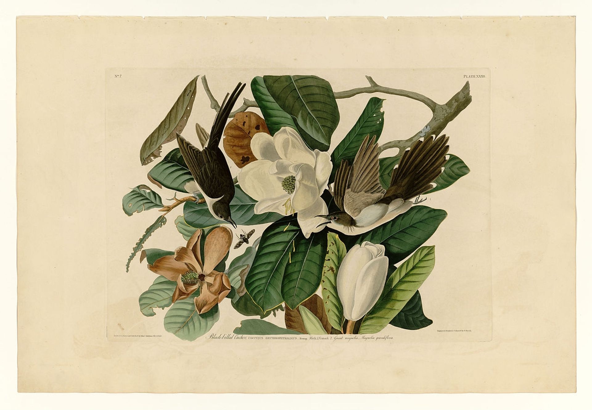 Plate 32. Black-billed Cuckoo by John James Audubon