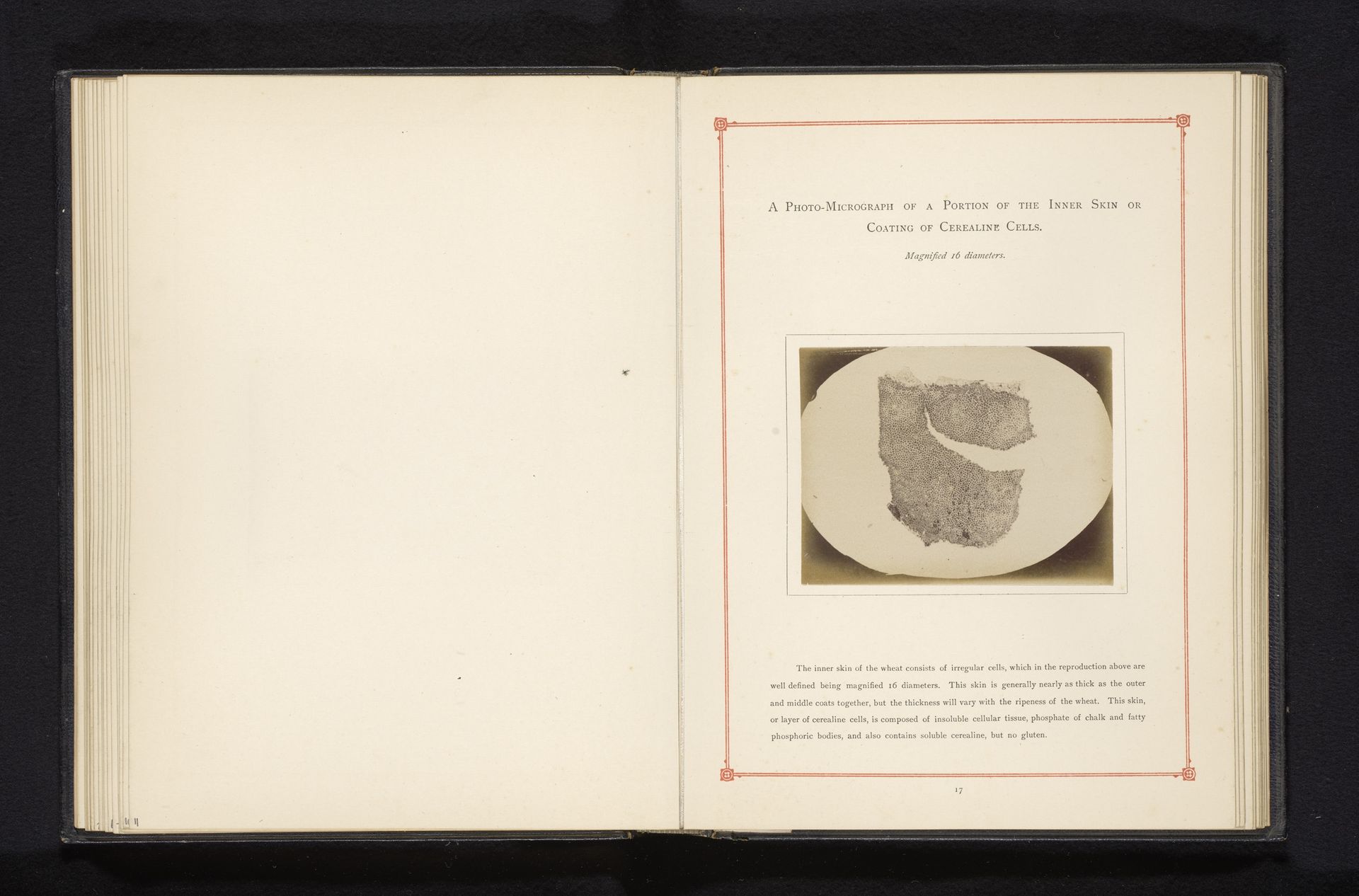 Microscoopopname van de kern van een tarweplant by Robert W. Dunham