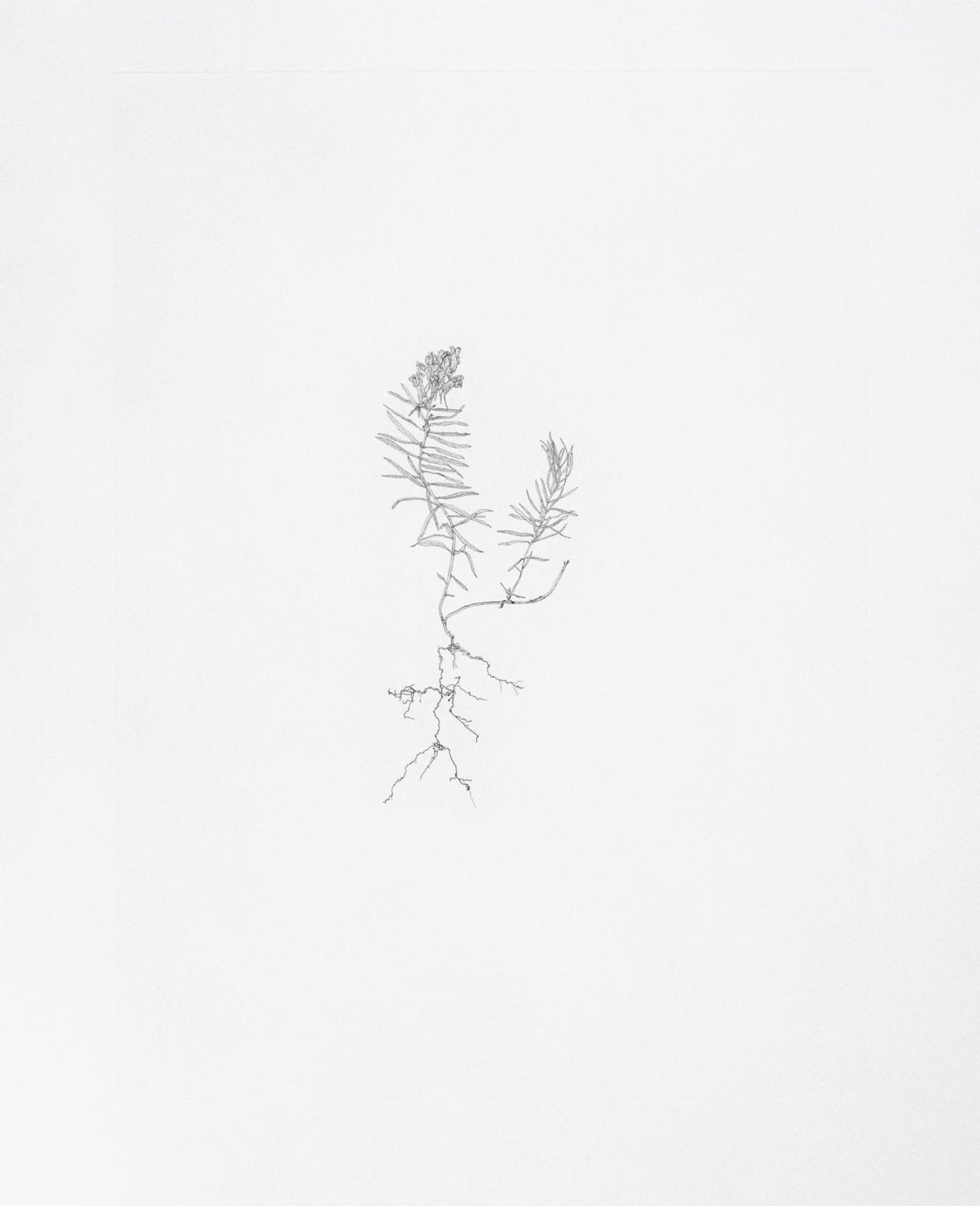 Common Toad Flax by  Michael Landy
