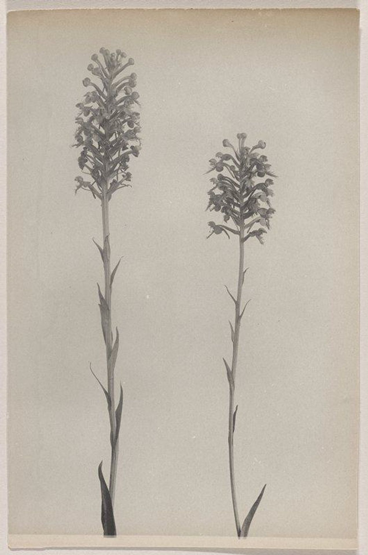 Habenaria cristata- Crested Fringed Orchid by Edwin Hale Lincoln