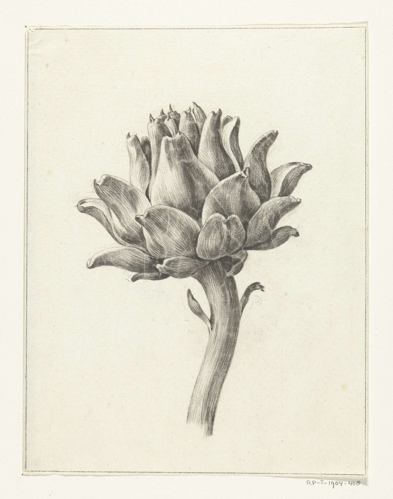 Artisjok by Jean Bernard