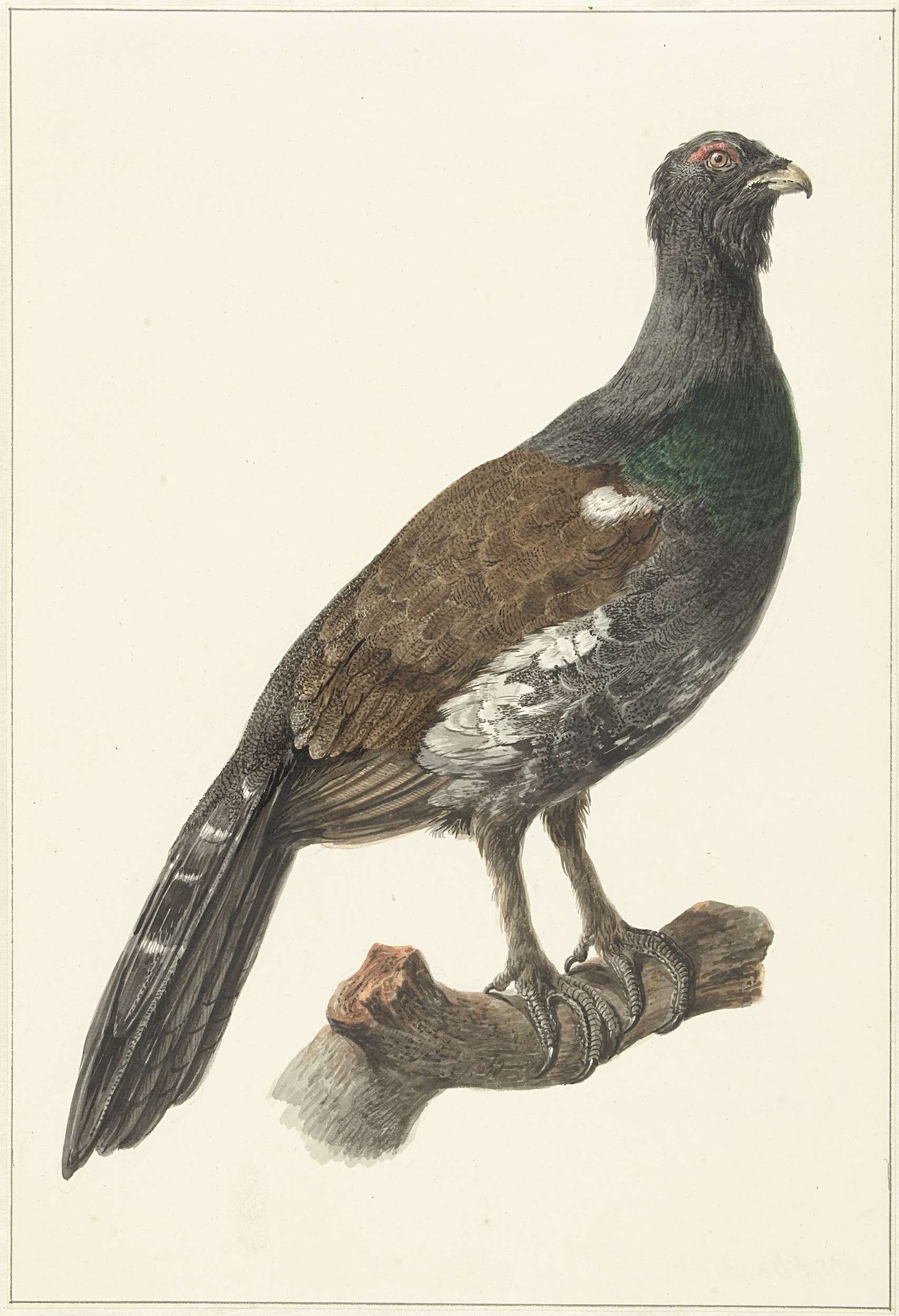 Auerhaan by Pieter Pietersz. Barbiers