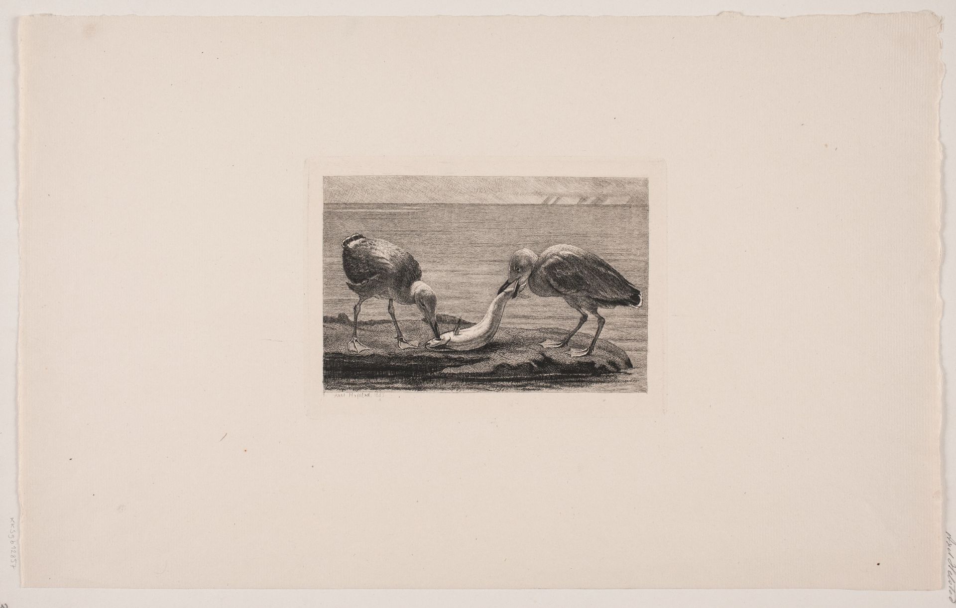 To måger, der æder en fisk by Axel Helsted