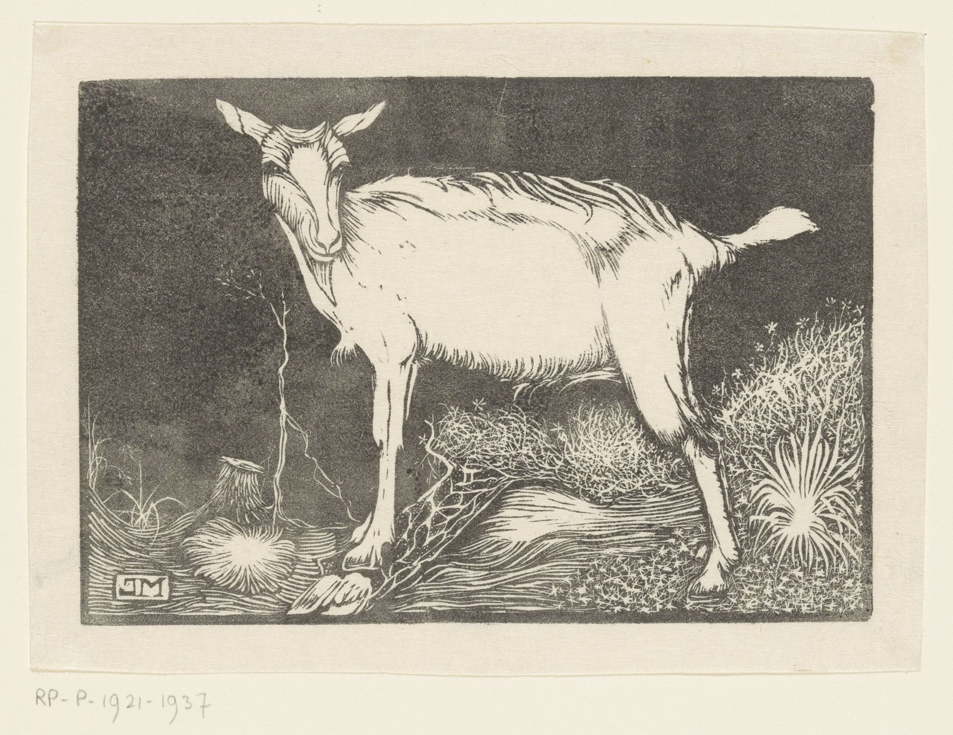 Witte geit by Jan Mankes