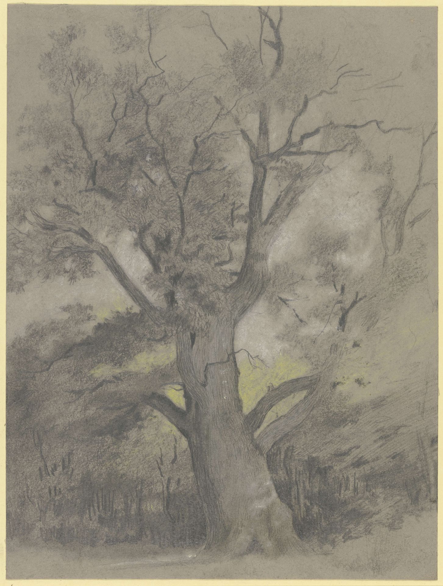 Alte Eiche in einer Waldlichtung by Hermann Gollner