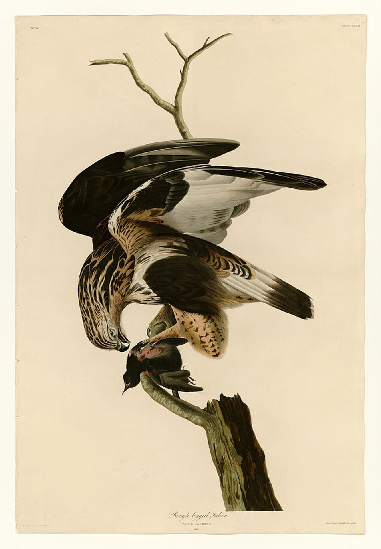 Plate 166 Rough-legged Falcon by John James Audubon