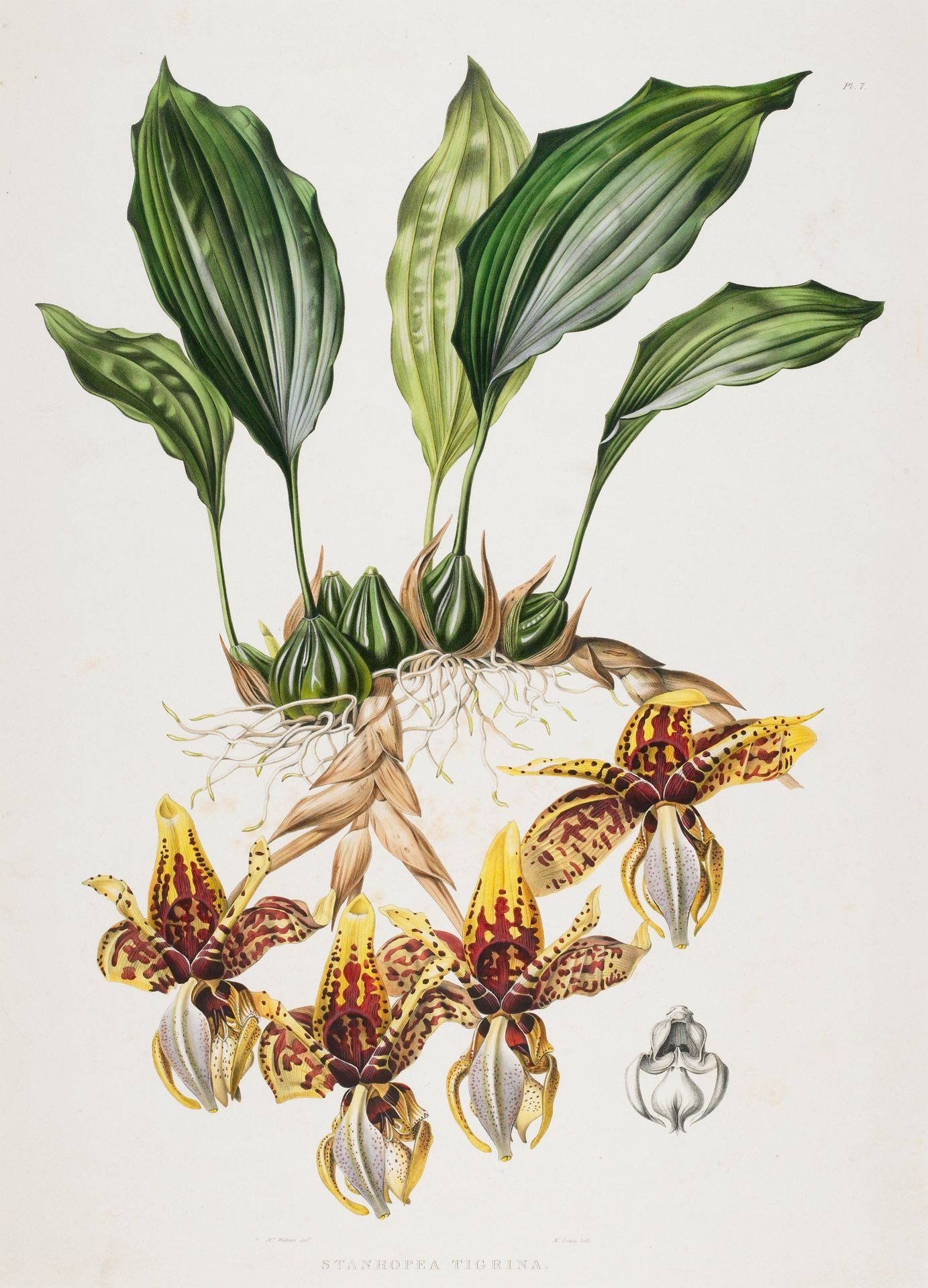 Tiger-Like Stanhopea (Tiger Orchid) by Anonymous