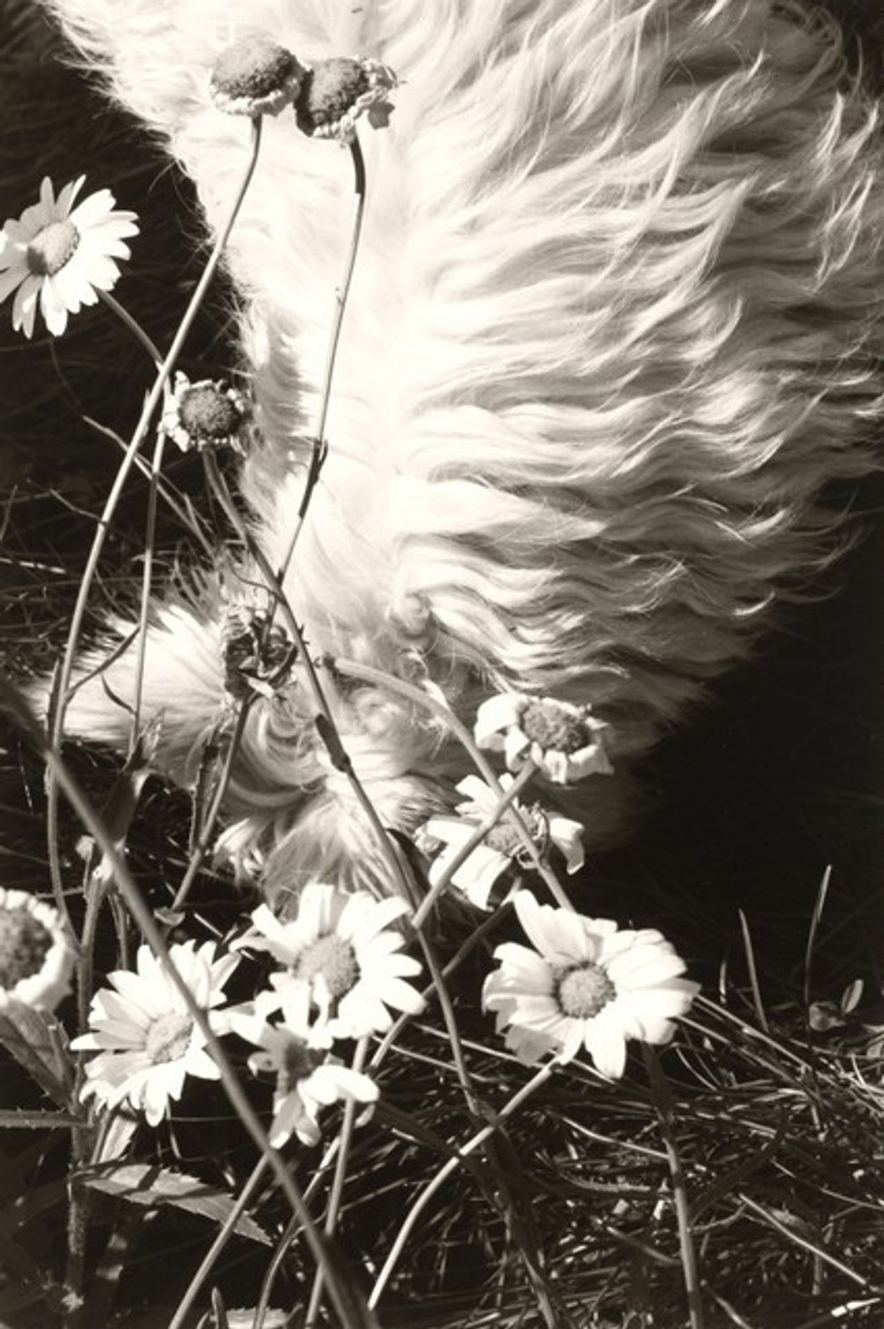 Longmont, Colorado by Robert Adams