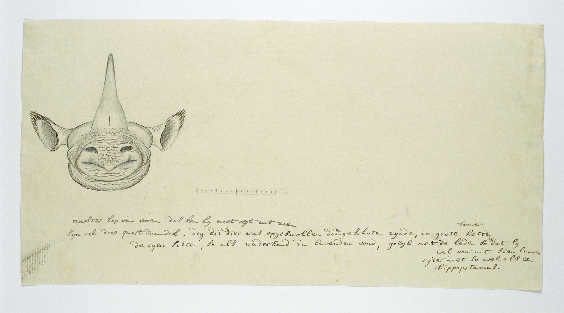 Diceros bicornis (Black rhinoceros) by Robert Jacob Gordon