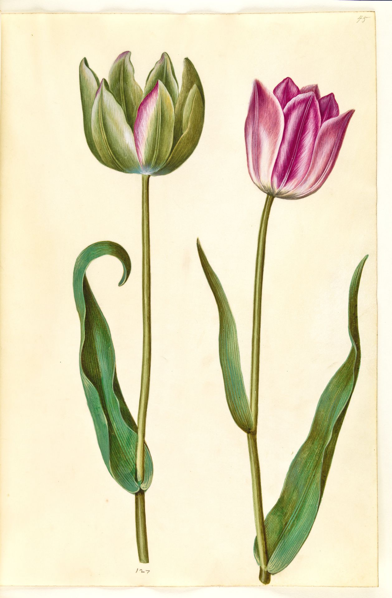 Tulipa gesneriana (have-tulipan) by Hans Simon Holtzbecker