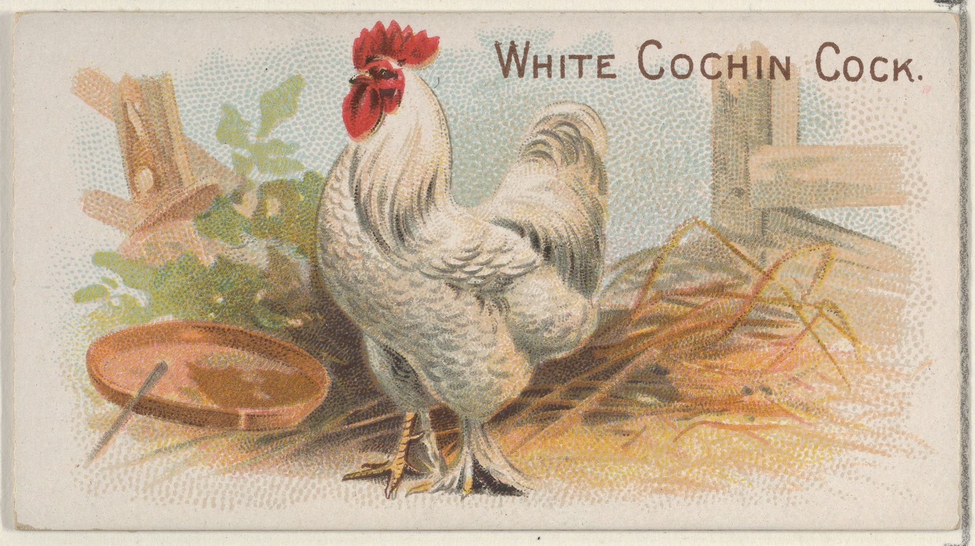White Cochin Cock, from the Prize and Game Chickens series (N20) for Allen & Ginter Cigarettes by Allen & Ginter