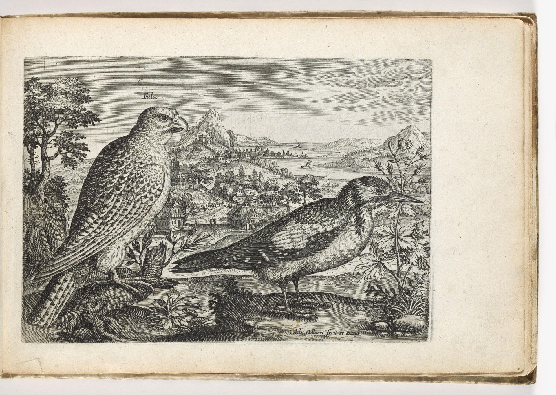 Falcon by Adriaen Collaert