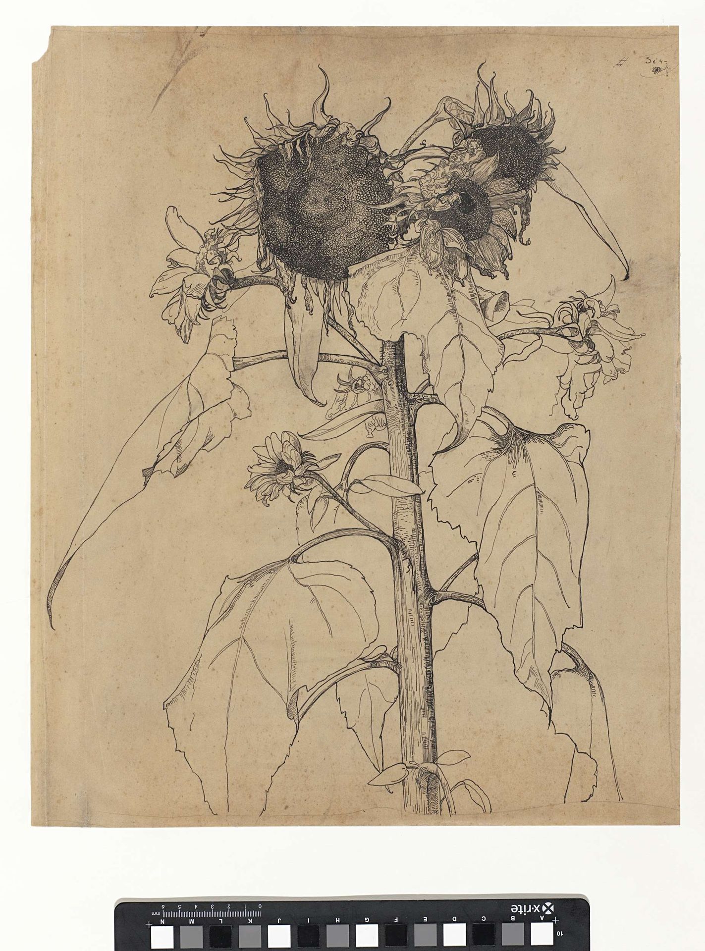Sunflowers by Richard Nicolaüs Roland Holst