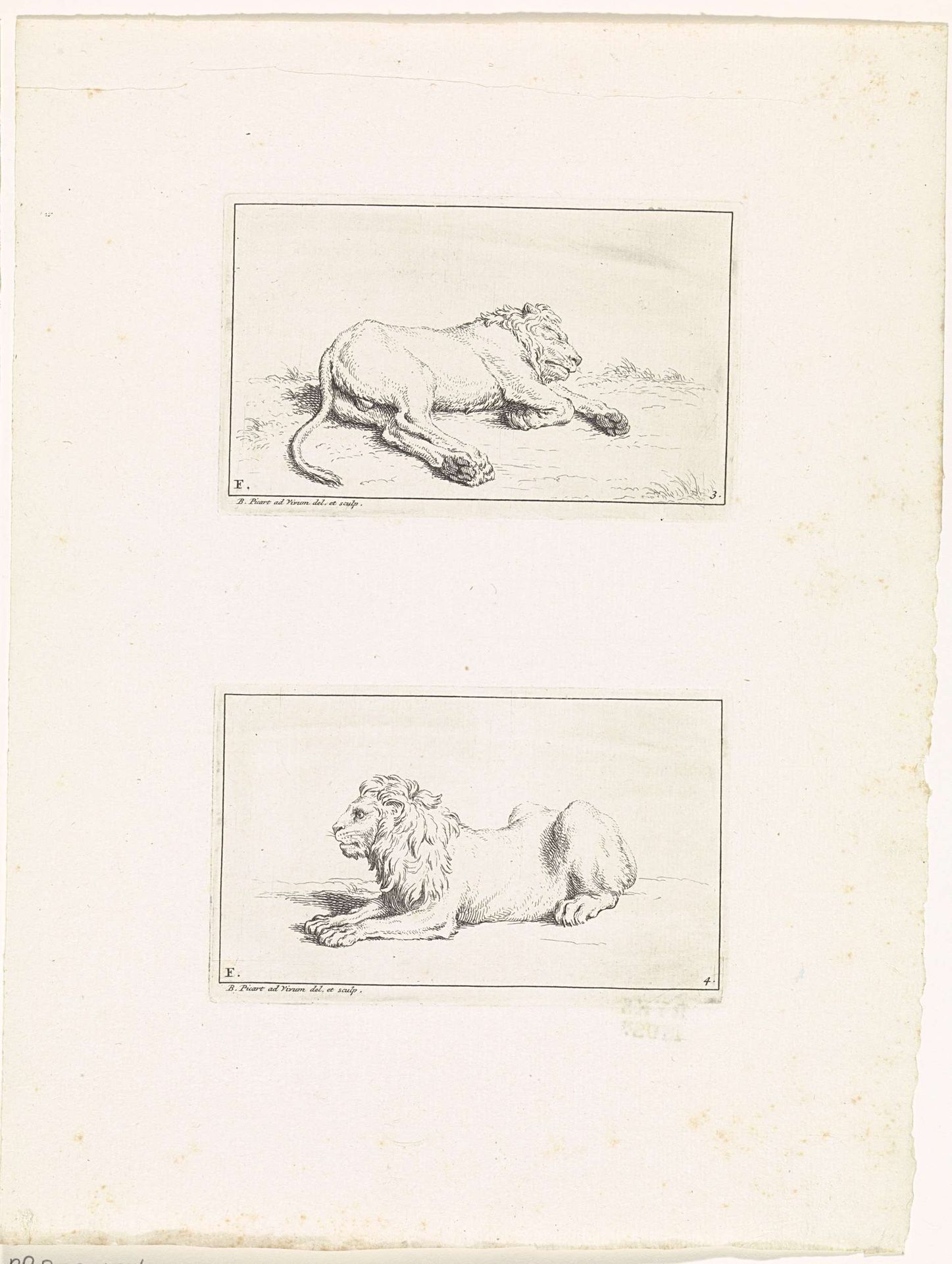 Twee leeuwen by Bernard Picart