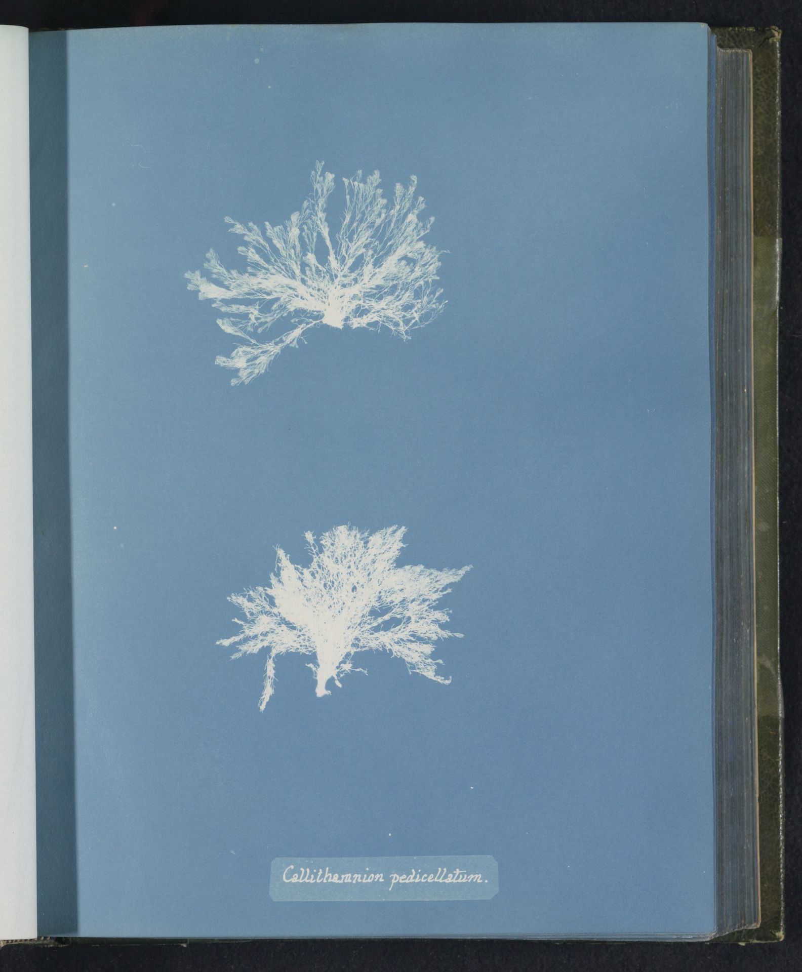Callithamnion pedicellatum by Anna Atkins