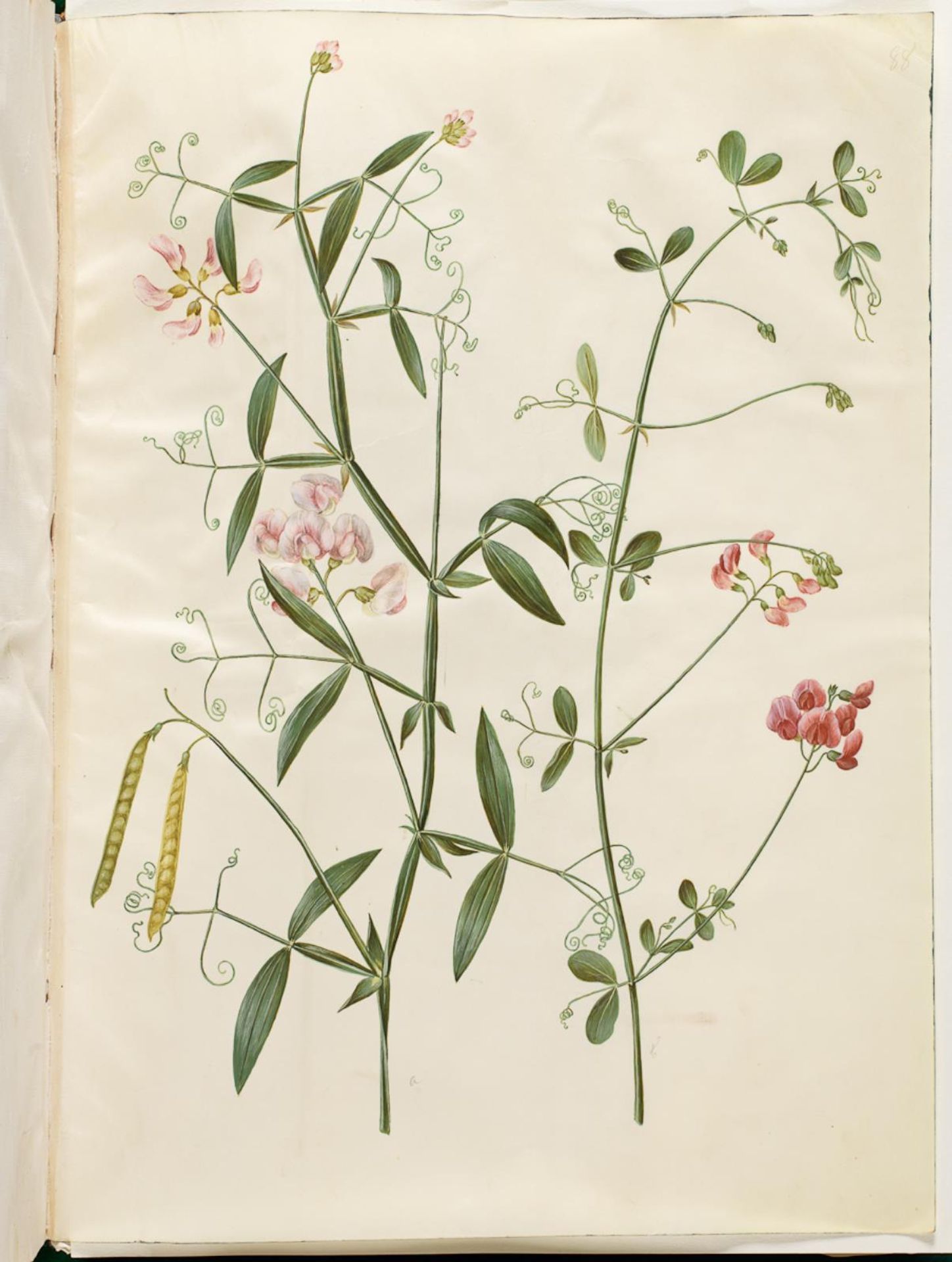 Lathyrus sylvestris (skov-fladbælg); Lathyrus tuberosus (knold-fladbælg) by Hans Simon Holtzbecker