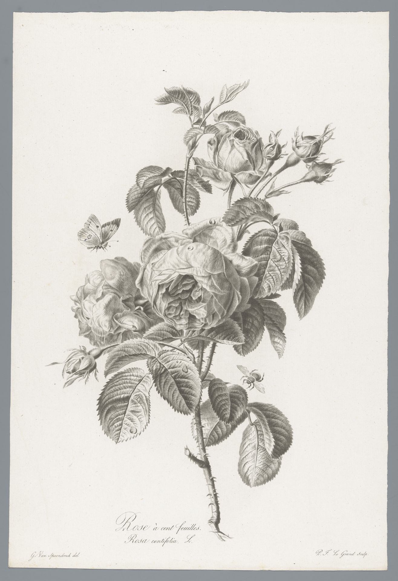 Honderdbladige roos by Pierre François Legrand
