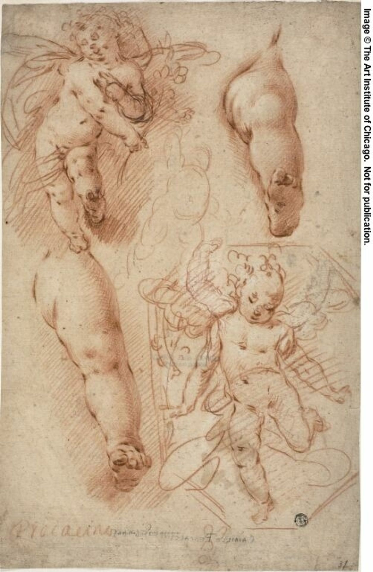 Sketches of Putti, Legs by Ercole Procaccini, the younger