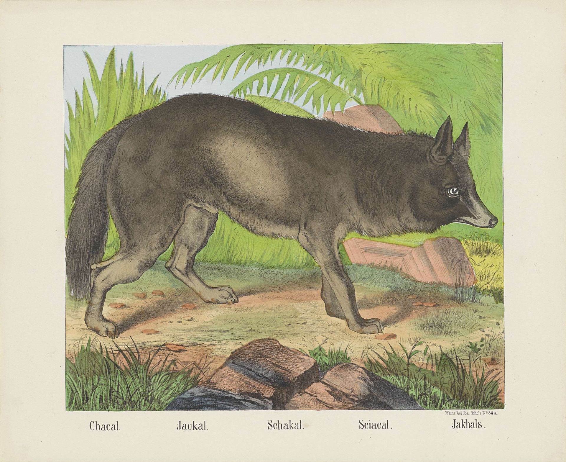 Chacal. / Jackal. / Schakal. / Sciacal. / Jakhals by firma Joseph Scholz