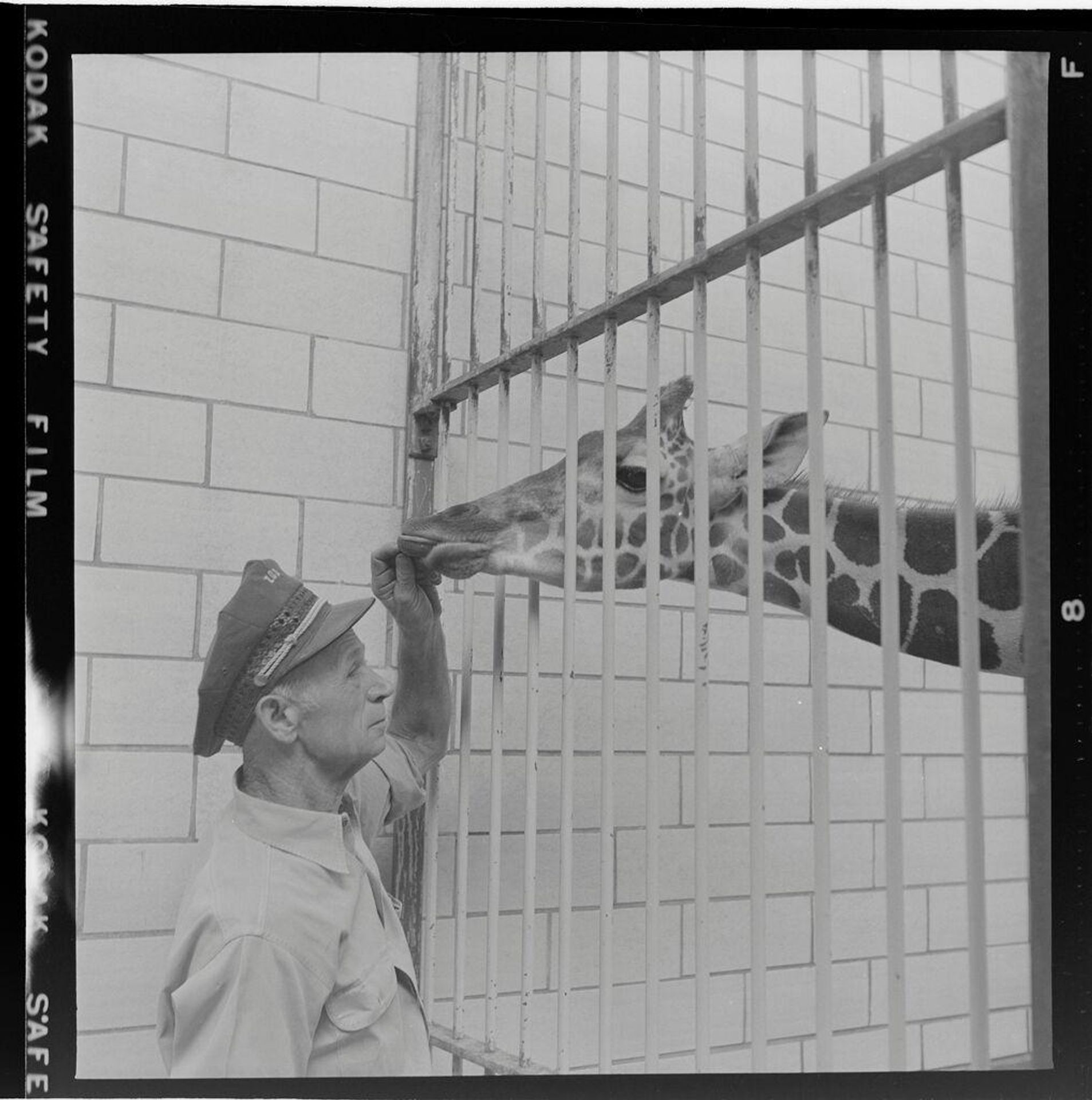 Untitled (giraffe and zookeeper) by Jack Gould