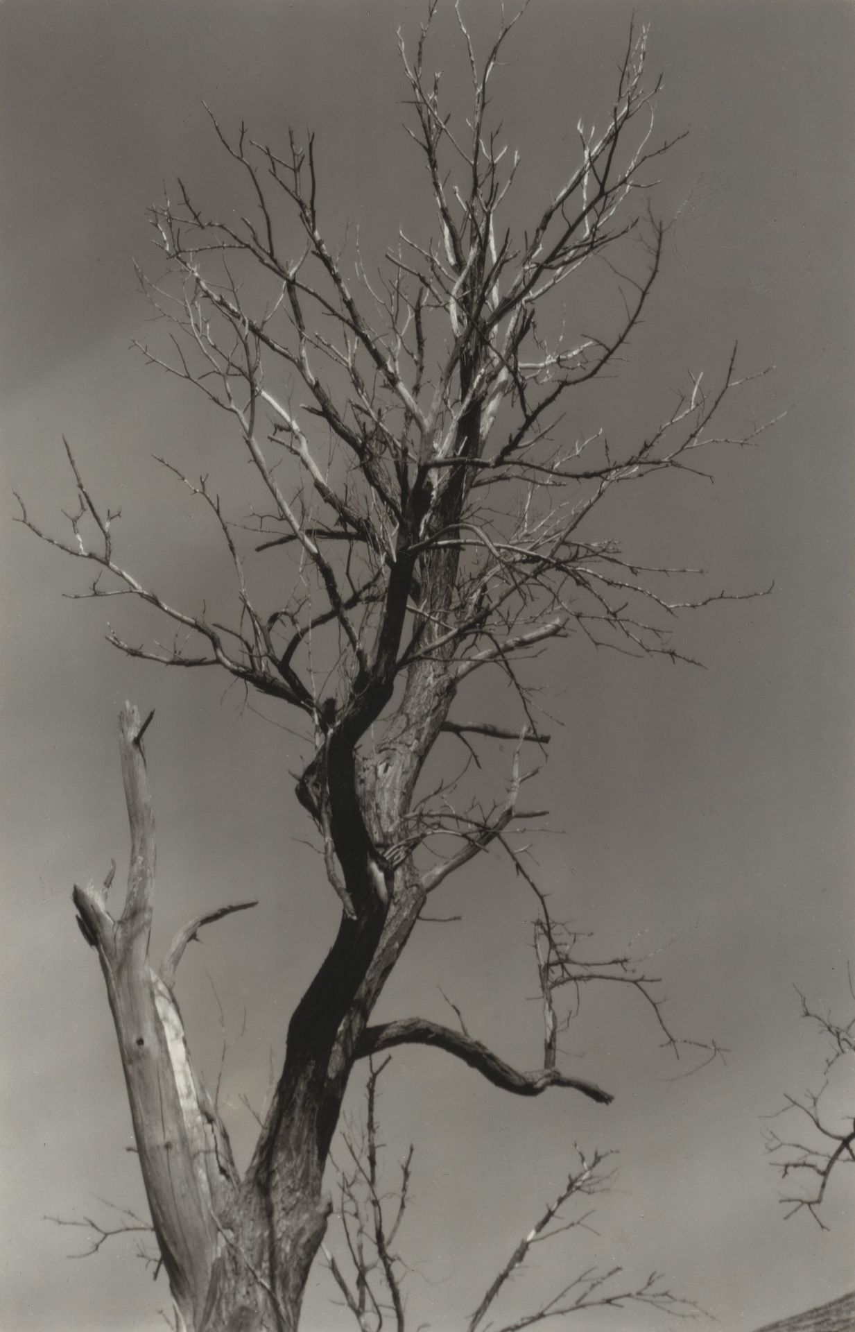 The Dying Chestnut Tree or Life and Death by Alfred Stieglitz