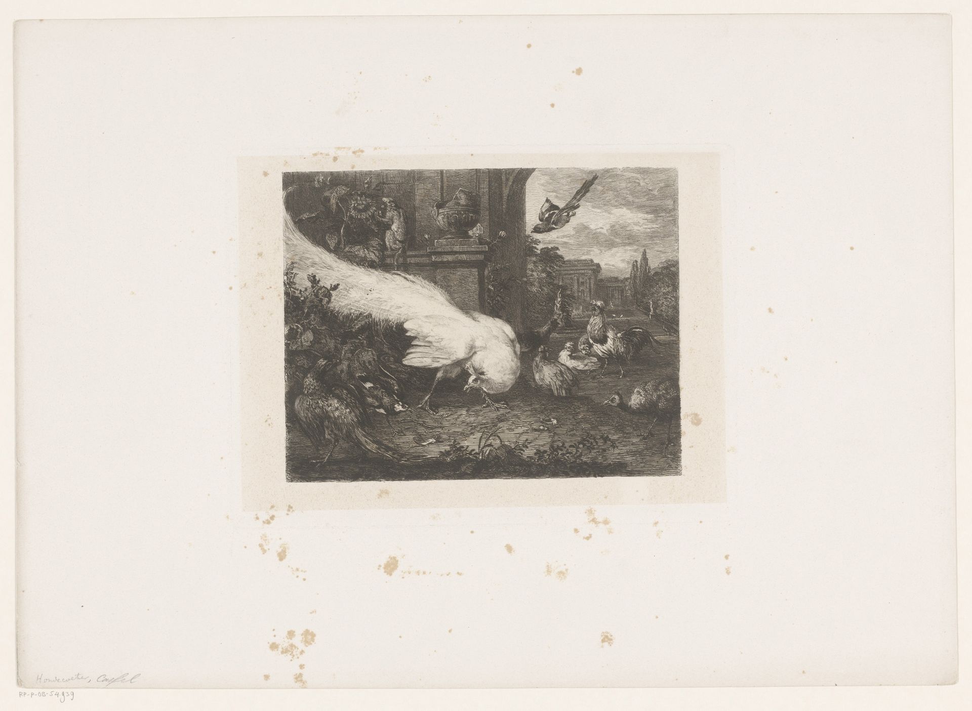 Witte pauw en ander gevogelte by William Unger
