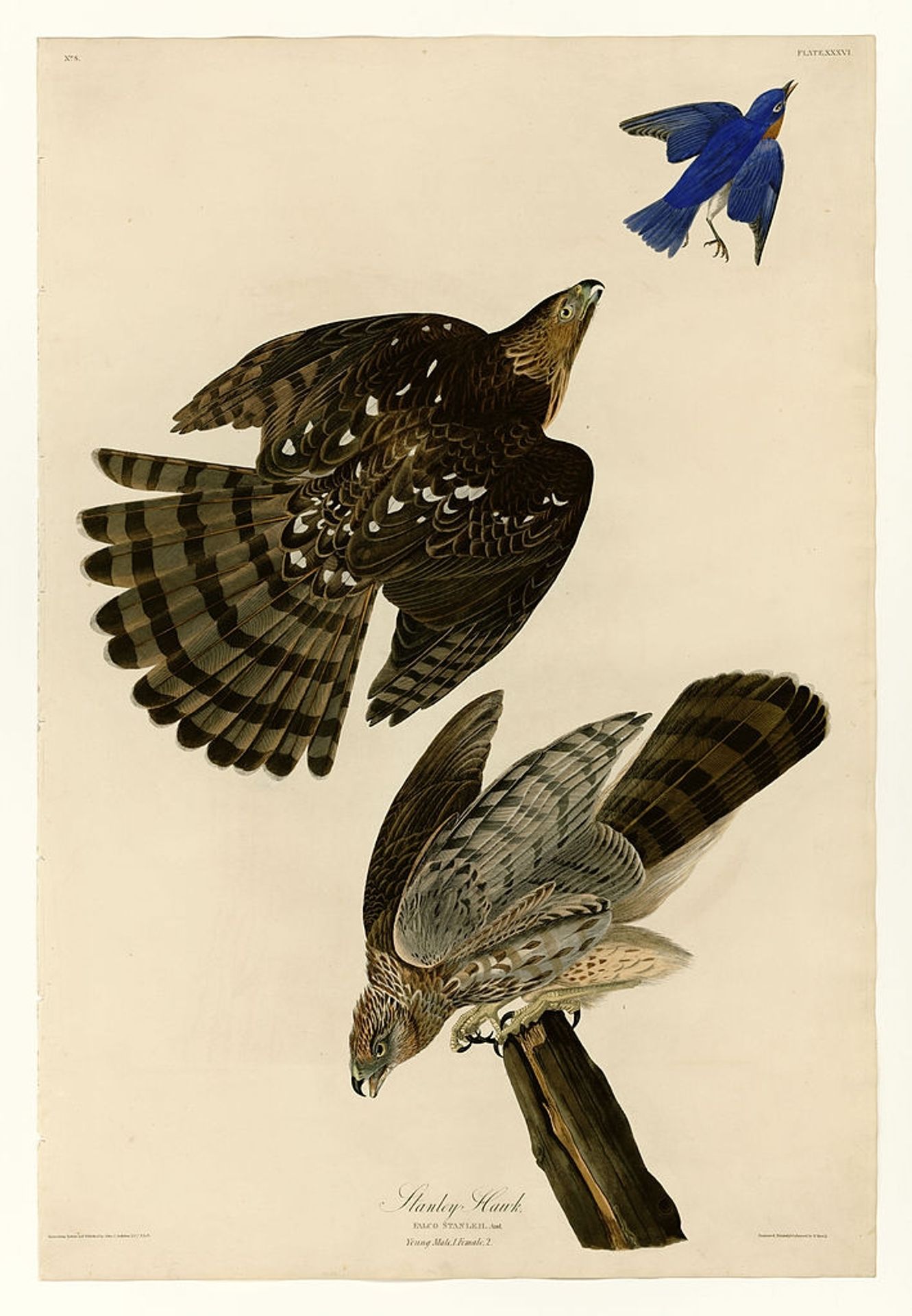 Plate 36. Stanley Hawk by John James Audubon