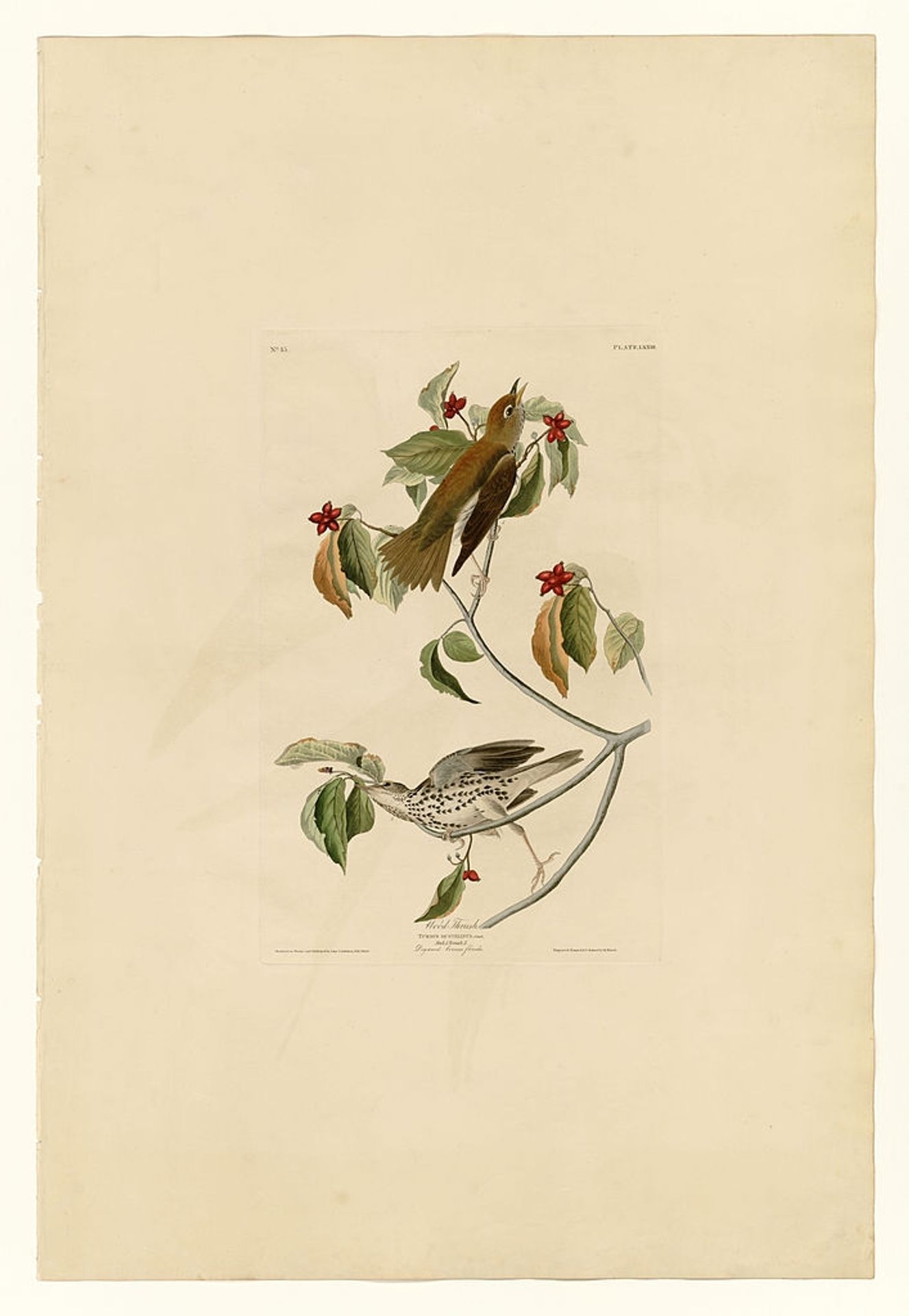 Plate 73 Wood Thrush by John James Audubon