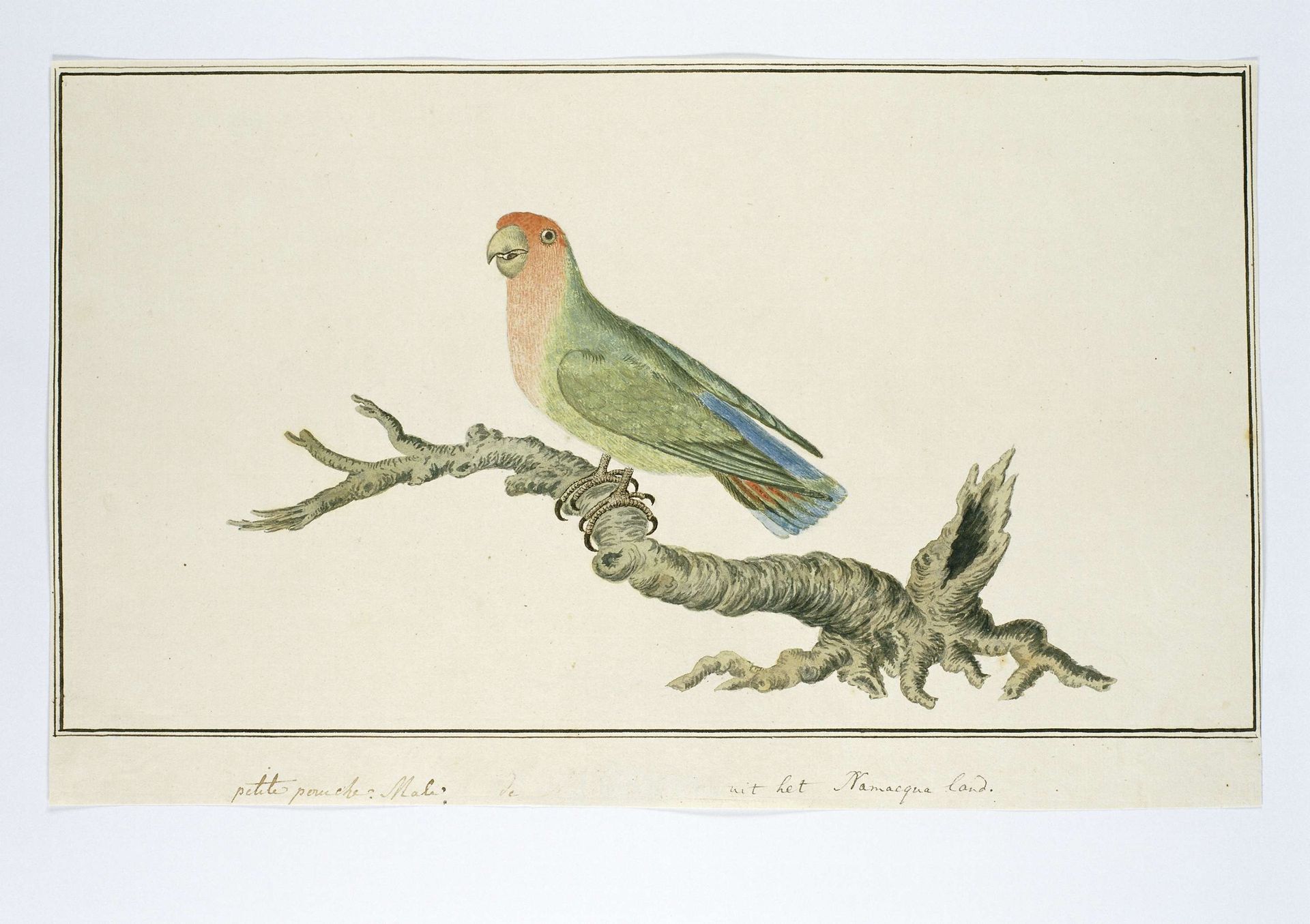 Agapornis roseicollis (Rosy-faced lovebird) by Robert Jacob Gordon