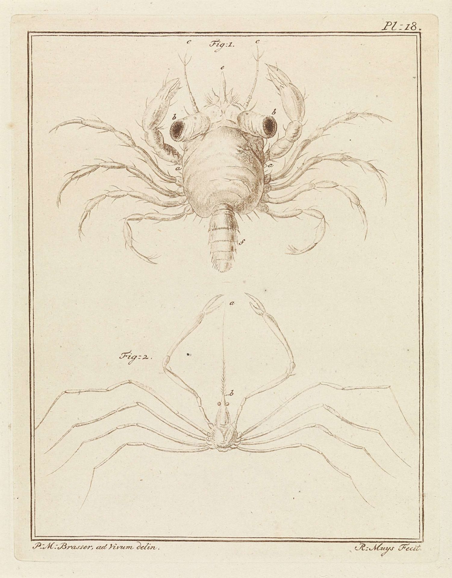 Strandkrab en een pijlkrabbensoort by Robbert Muys
