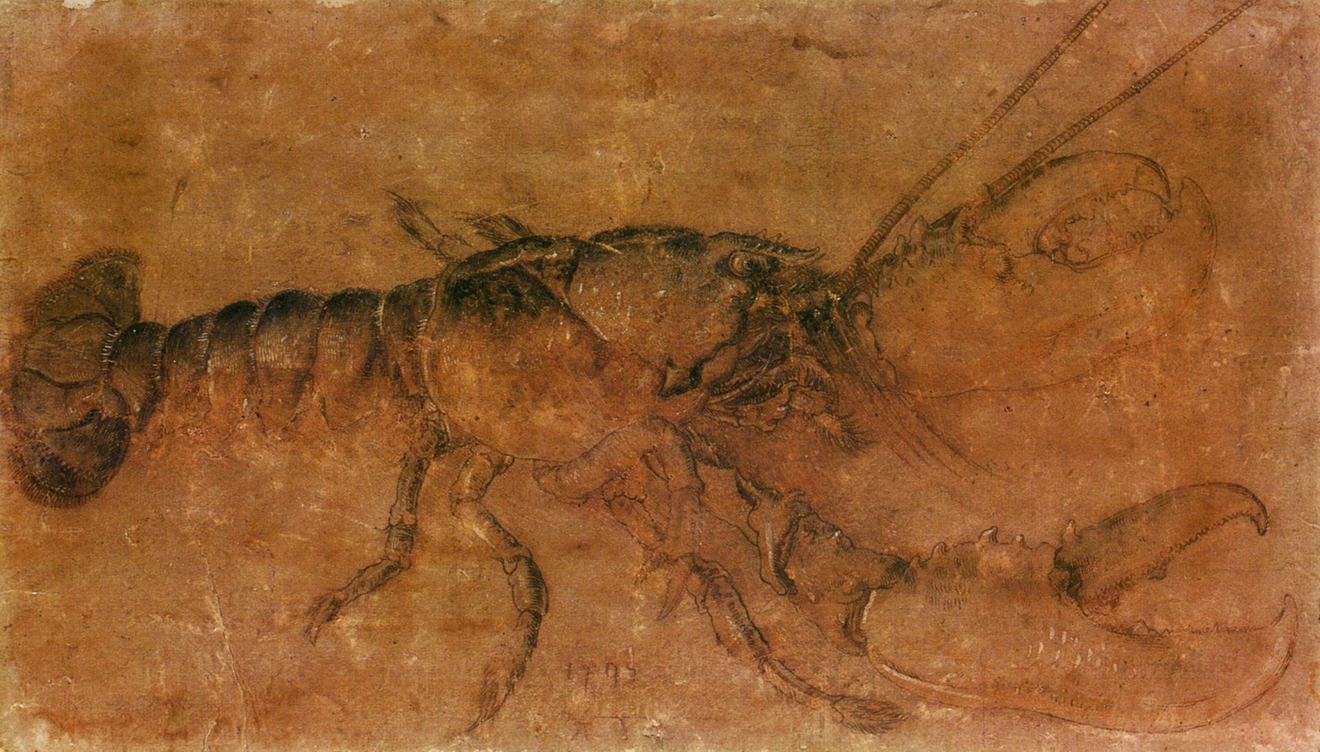 A lobster by Albrecht Durer