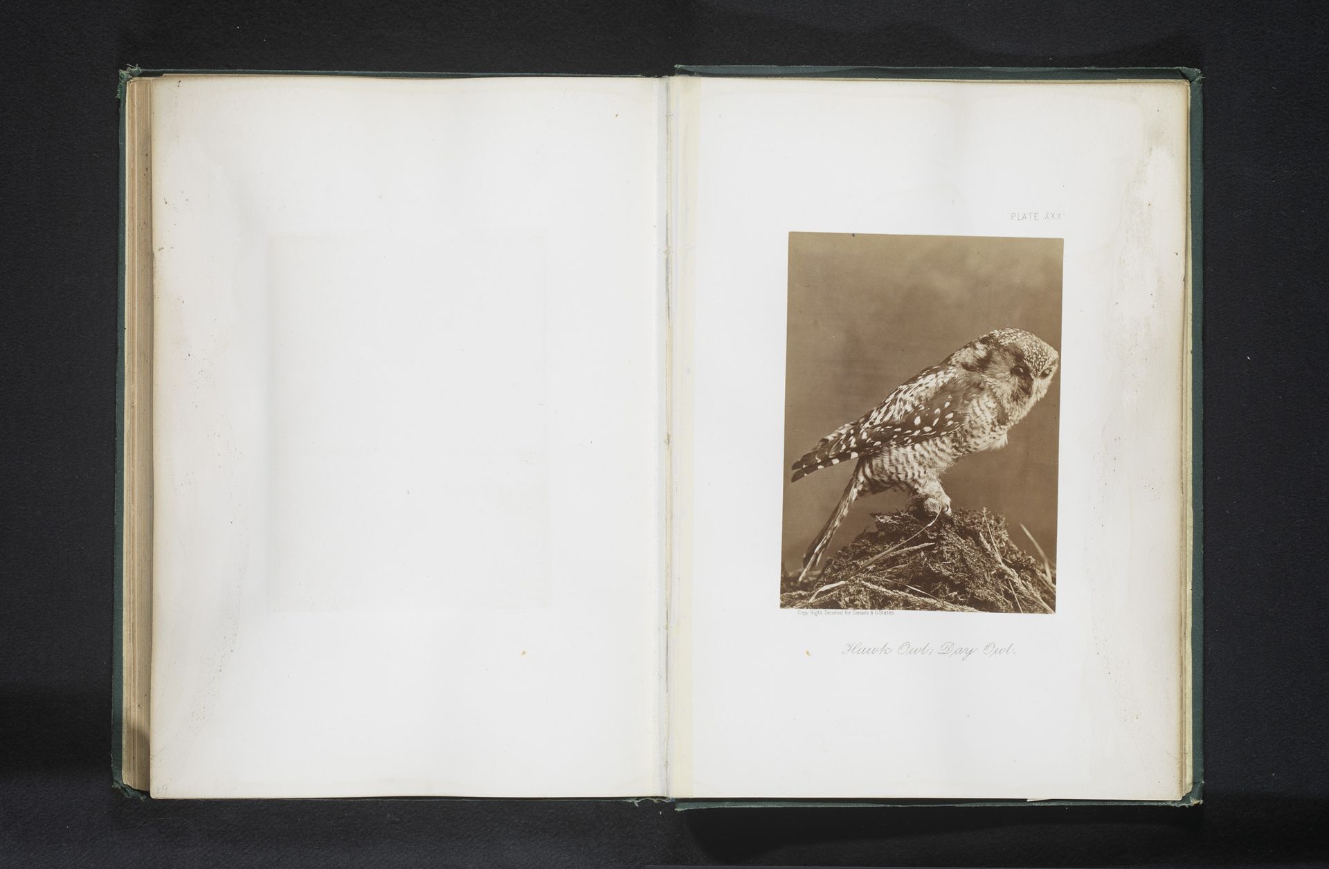 Opgezette sperweruil by William Notman
